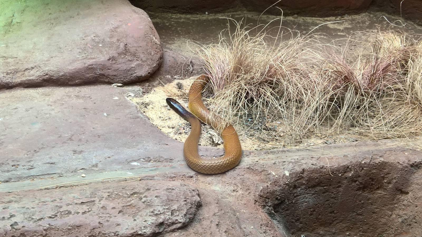 Inland taipan