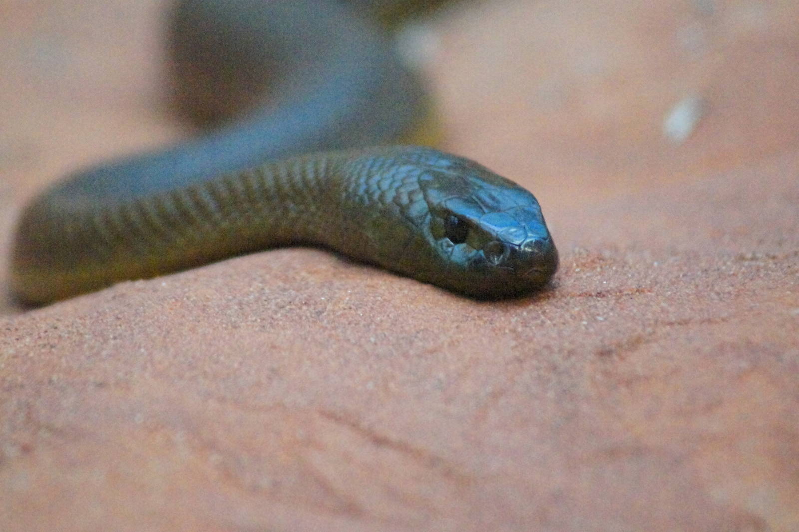 Inland taipan