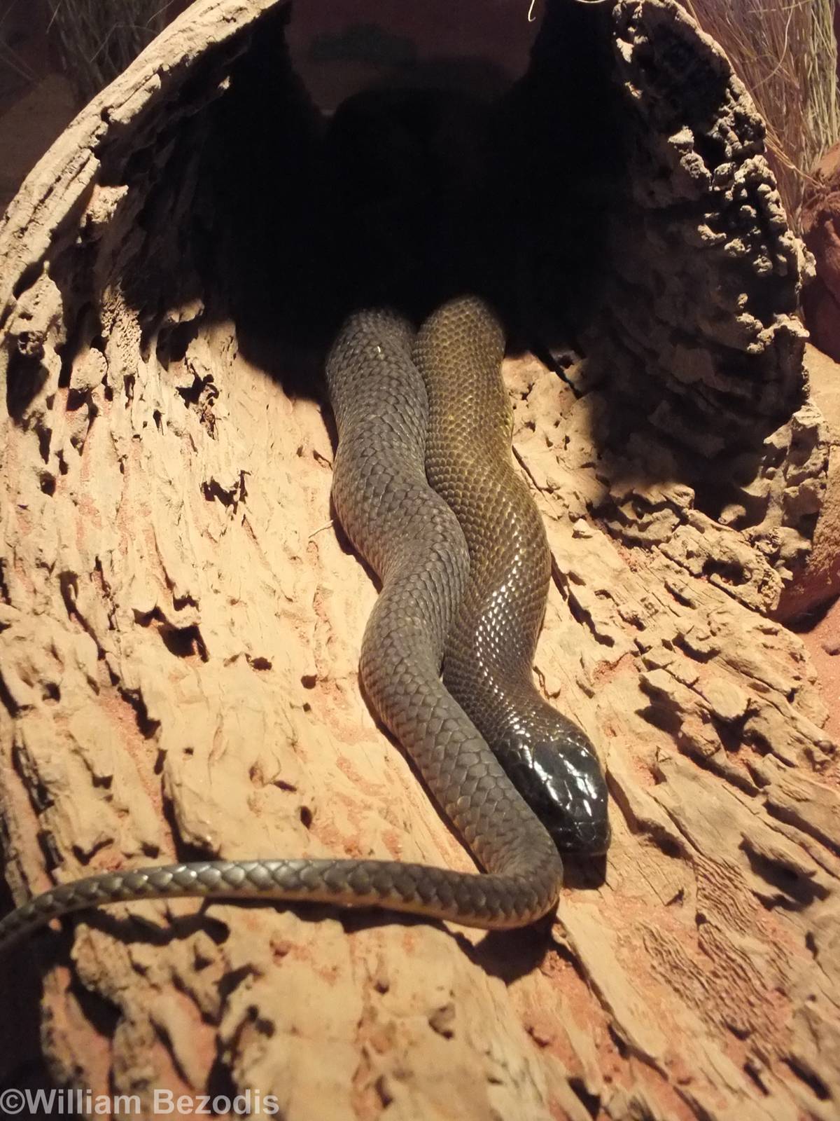 Inland Taipan