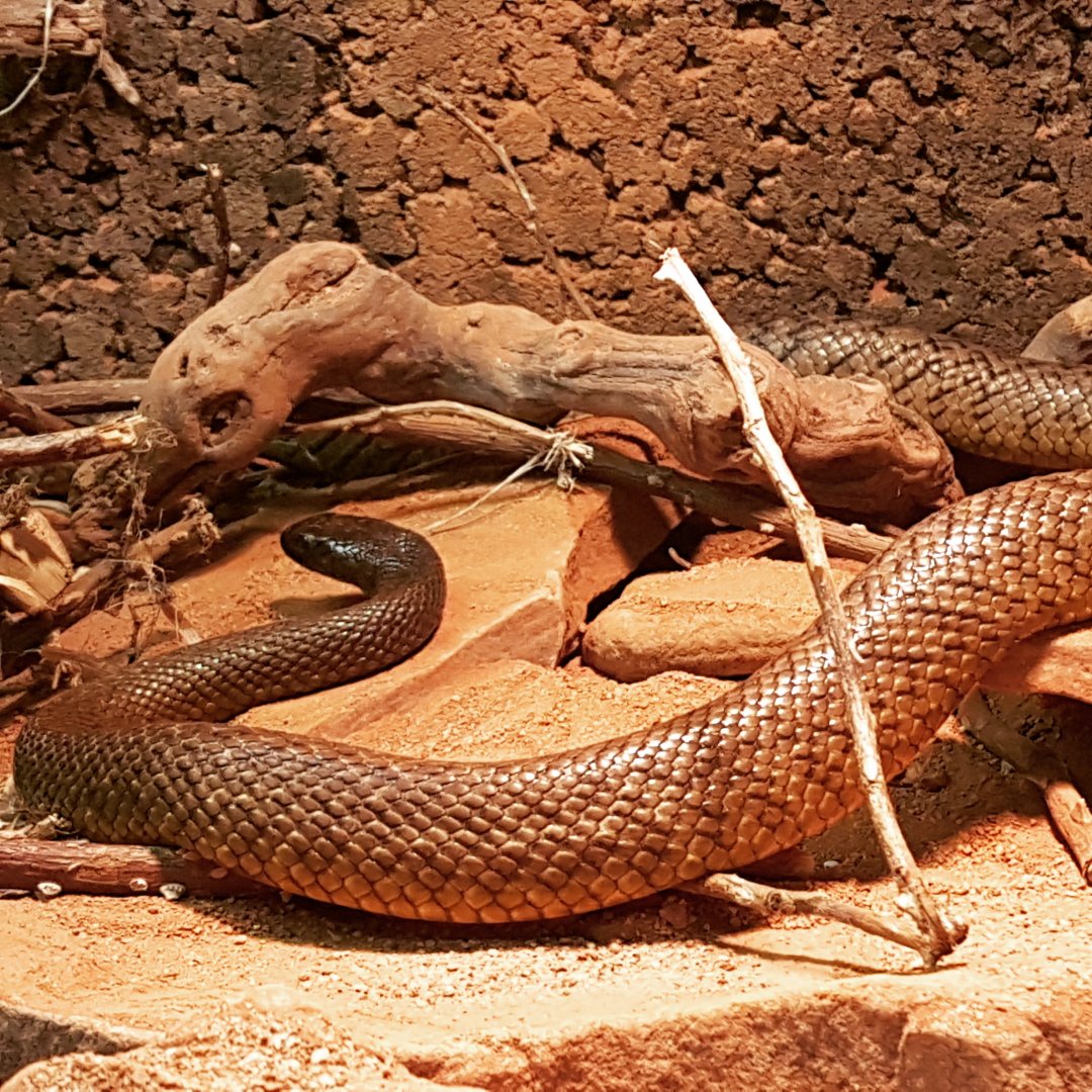 Inland taipan