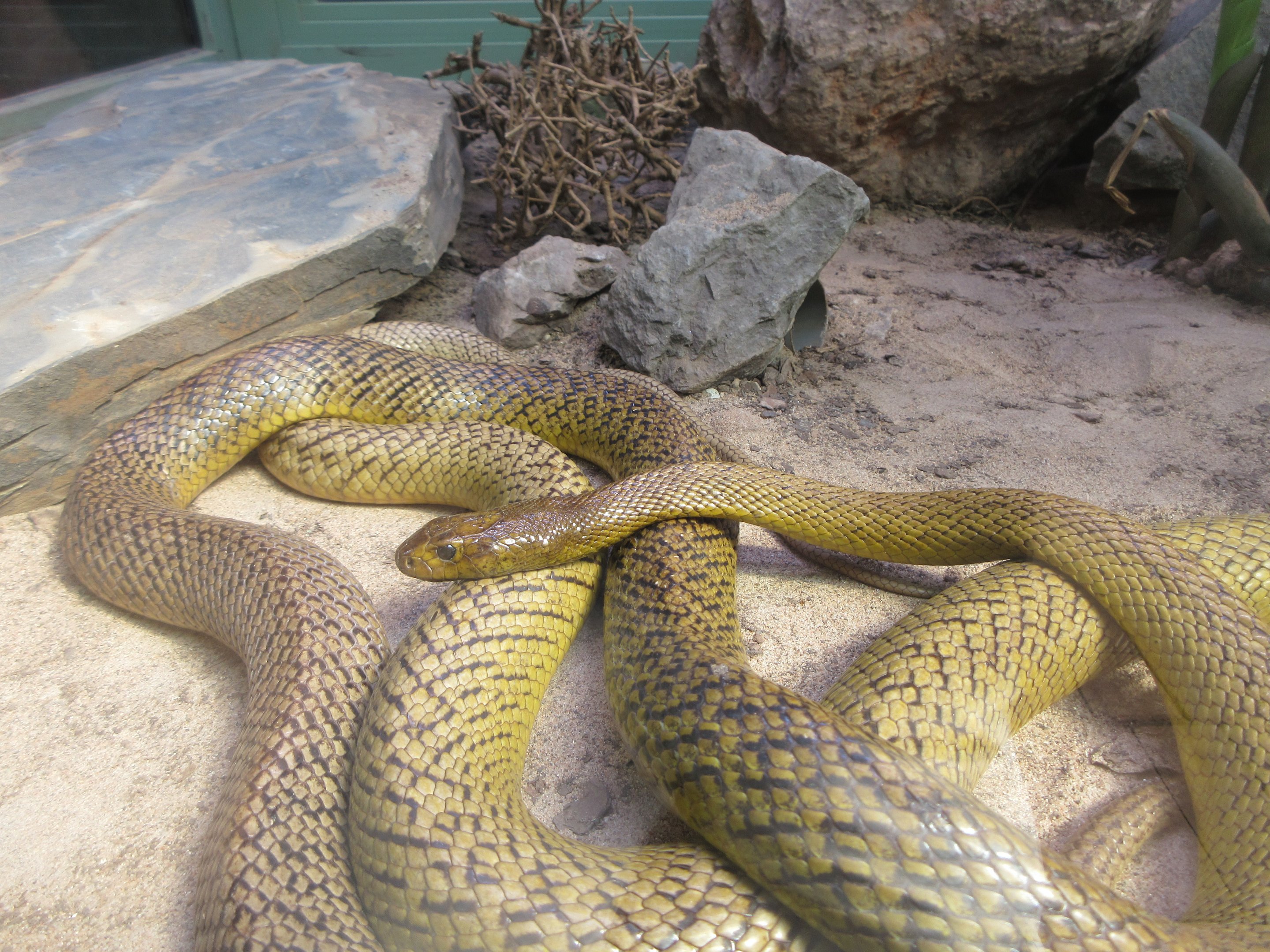 Inland Taipan