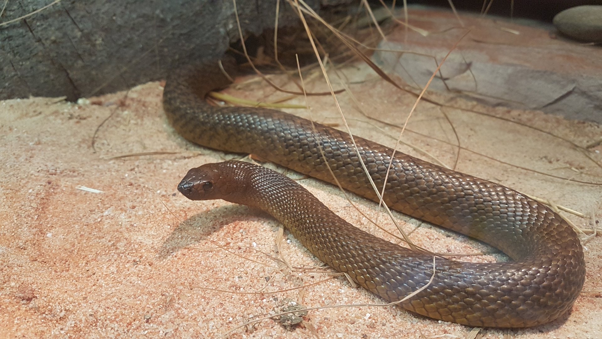 Inland taipan