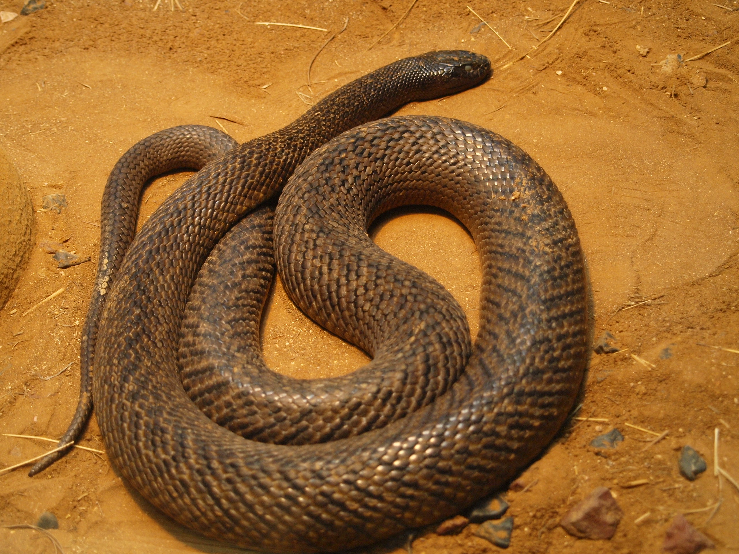 Inland taipan