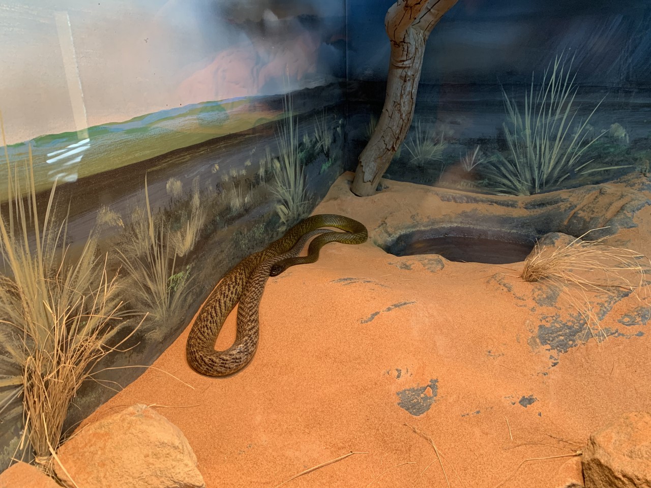 Inland Taipan