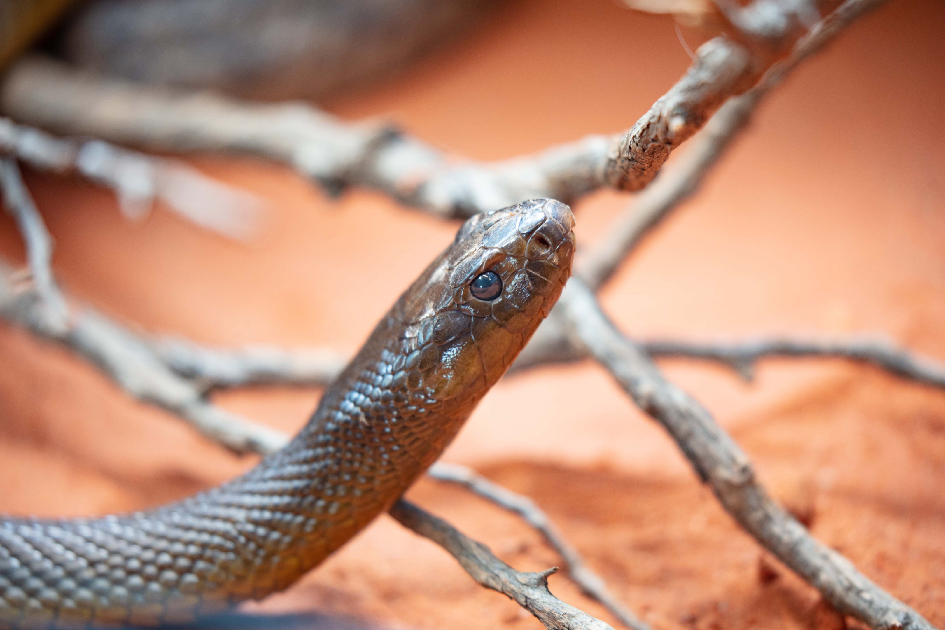 Inland Taipan