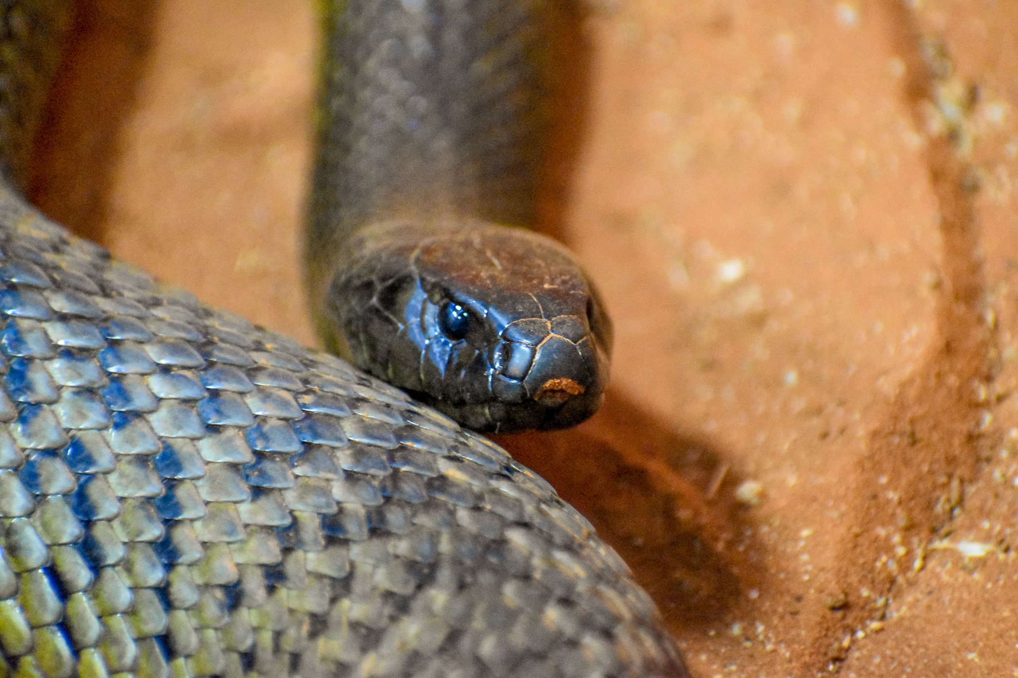 Inland Taipan