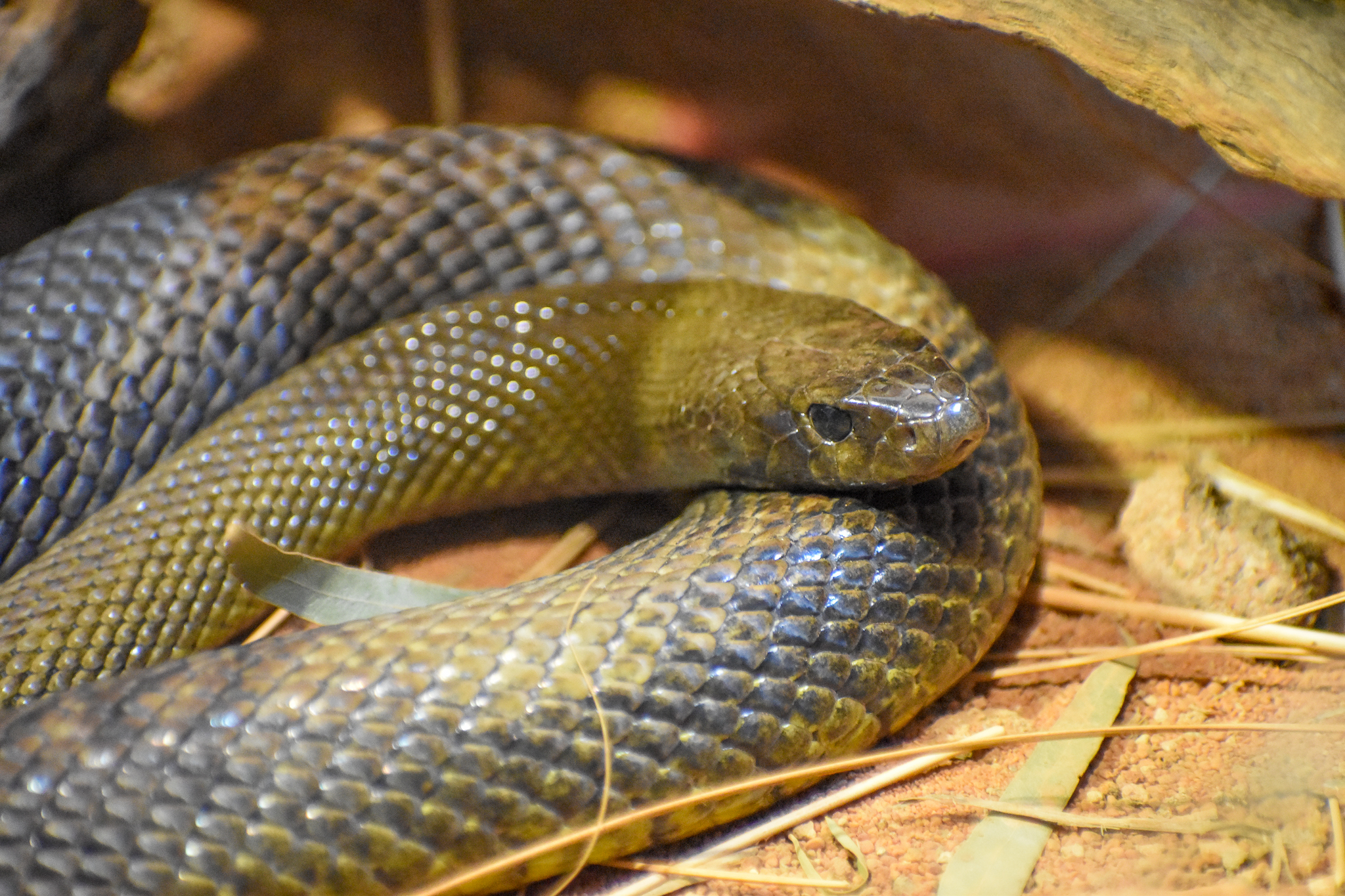 Inland Taipan