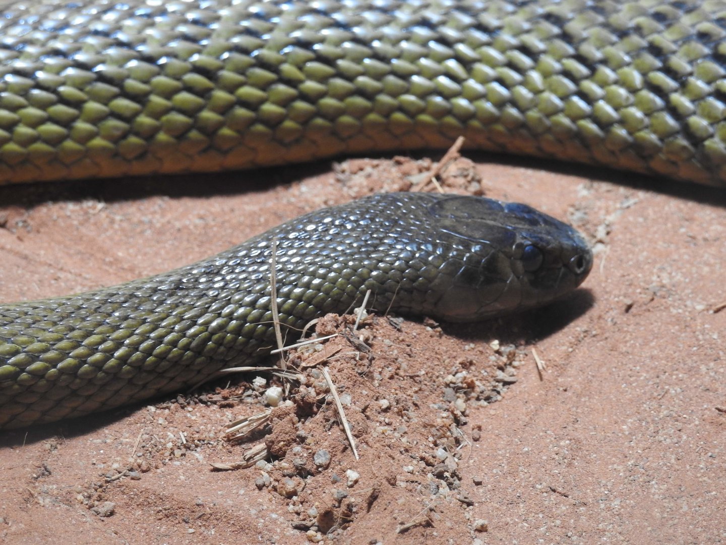 Inland Taipan