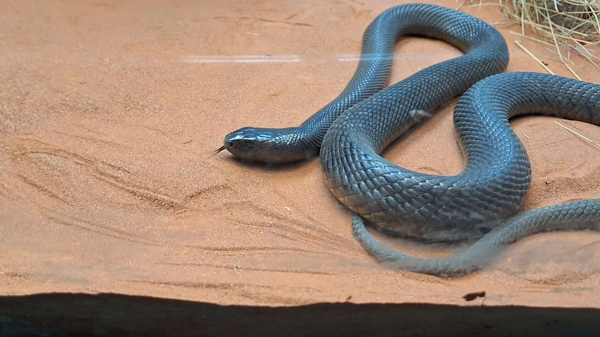 Inland Taipan