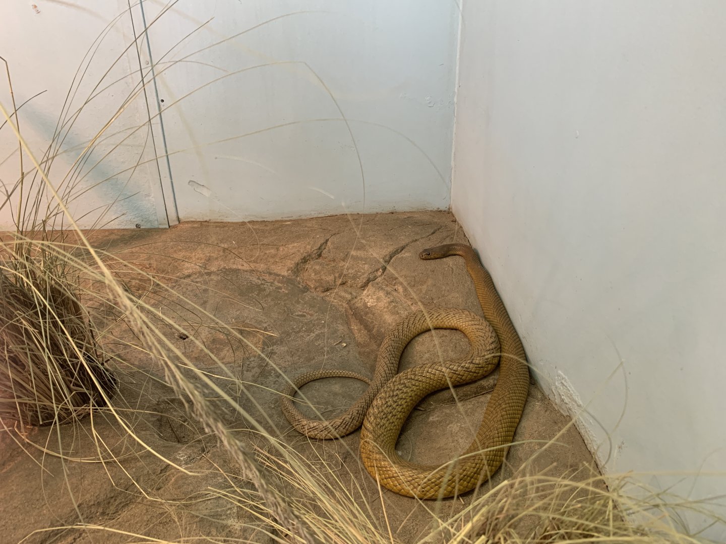 Inland Taipan