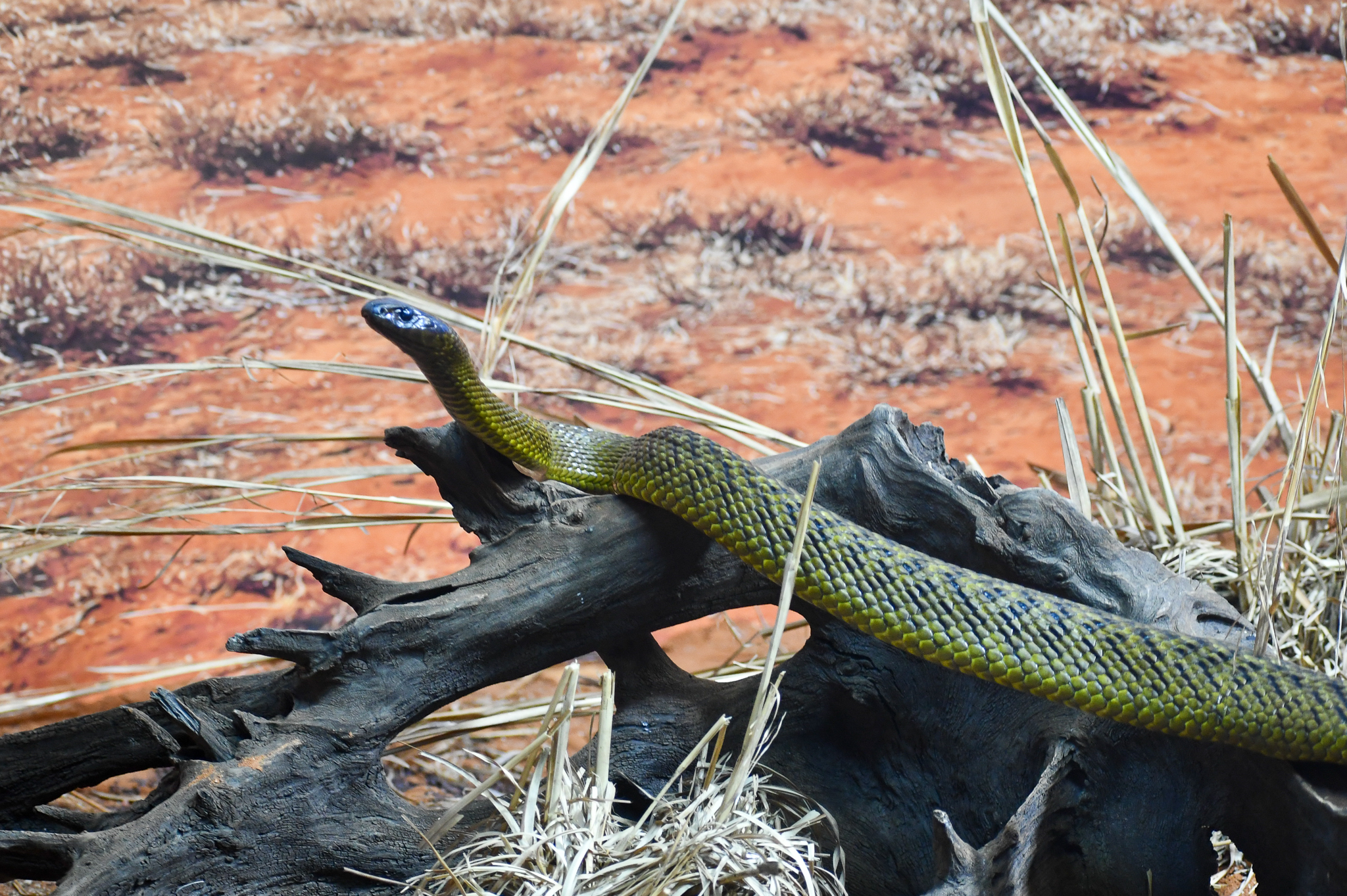 Inland Taipan