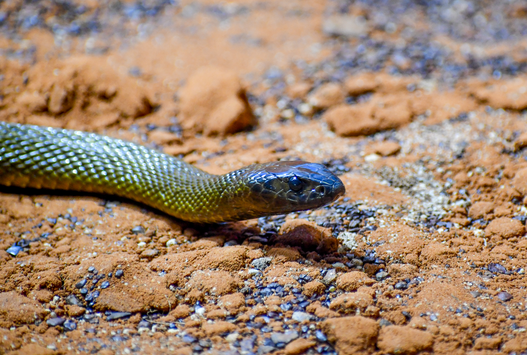 Inland Taipan
