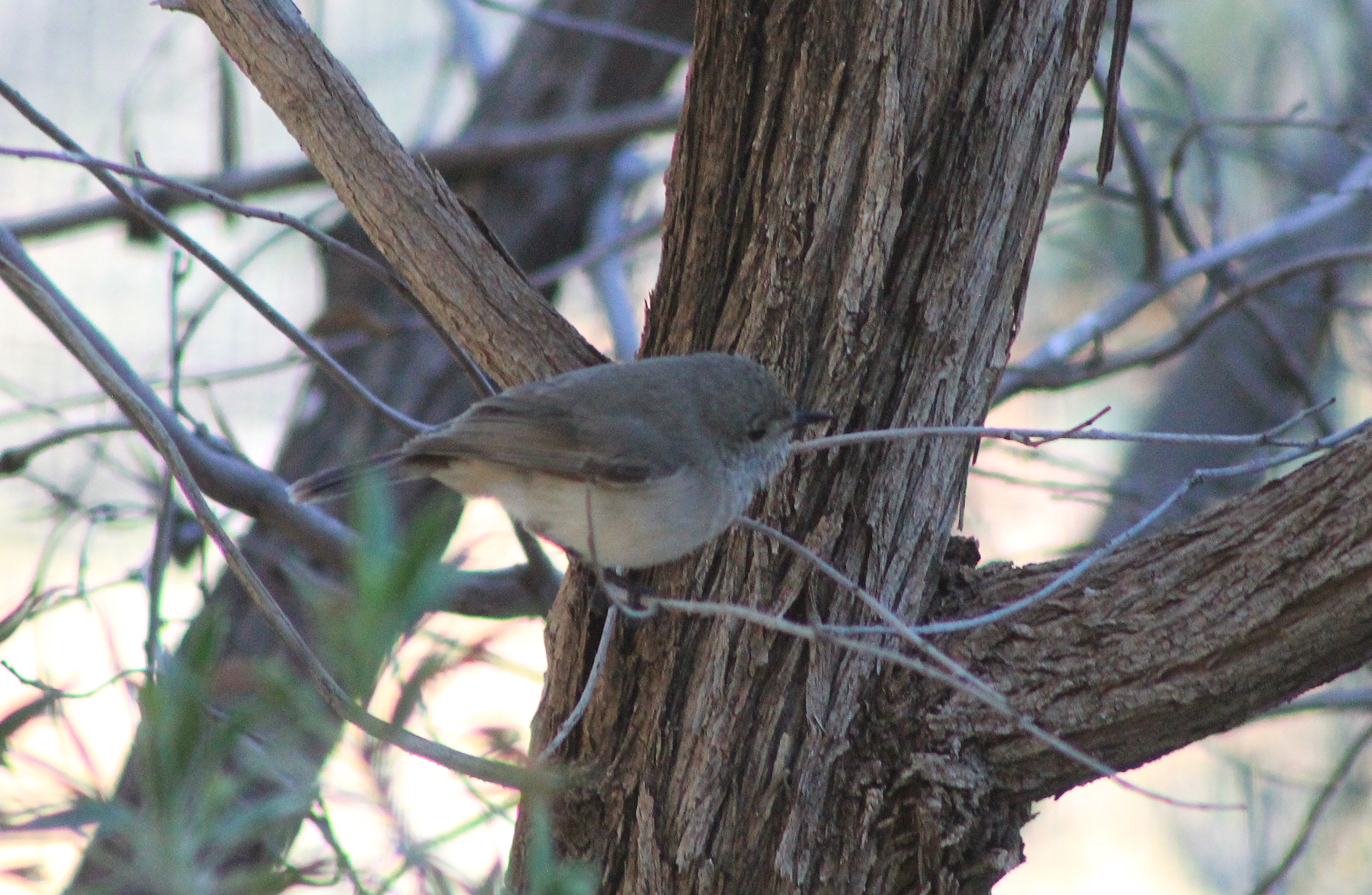 Inland Thornbill (Acanthiza apicalis)