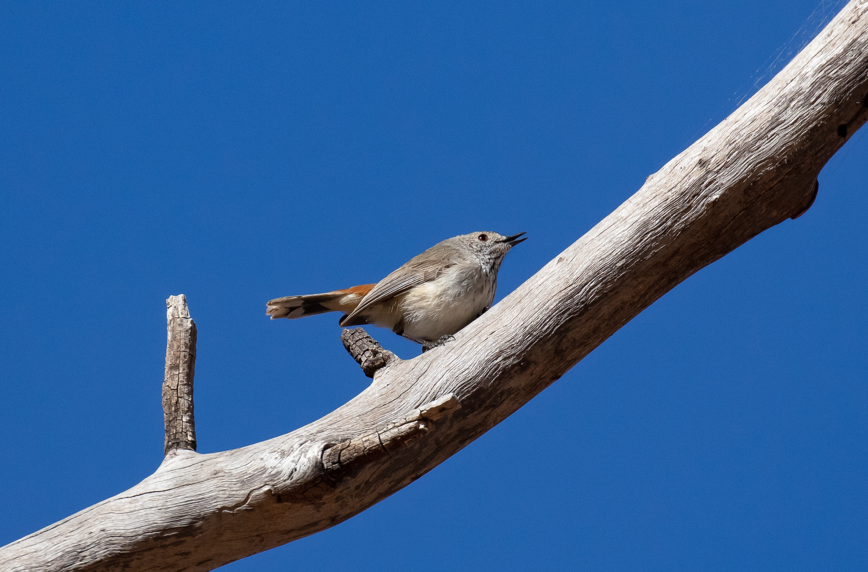Inland Thornbill