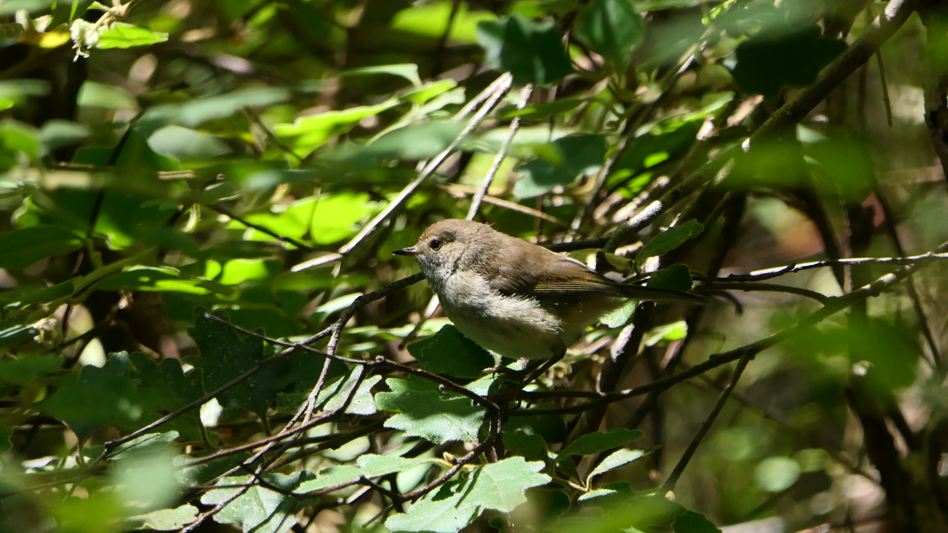Inland Thornbill
