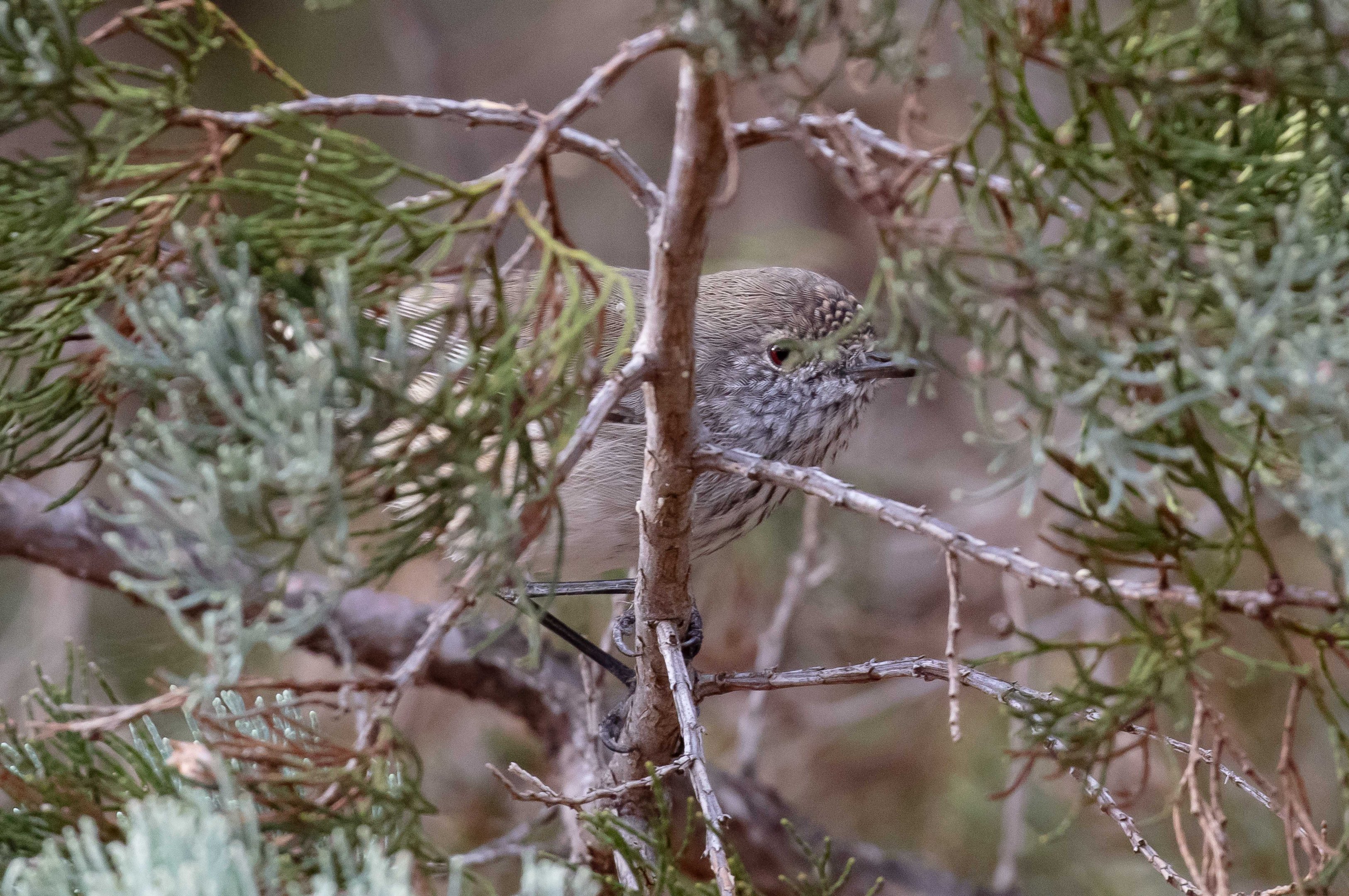 Inland Thornbill