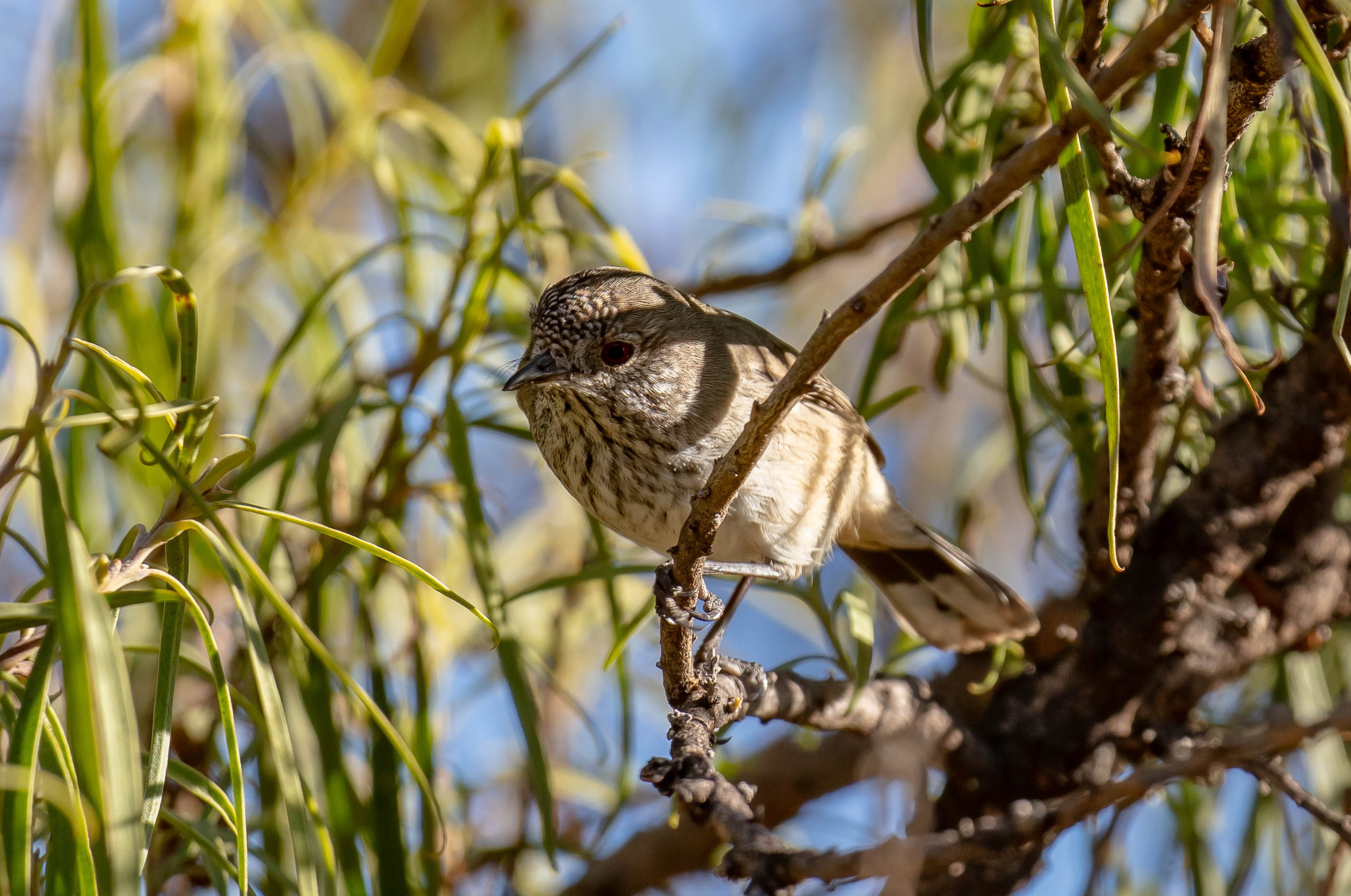 Inland Thornbill