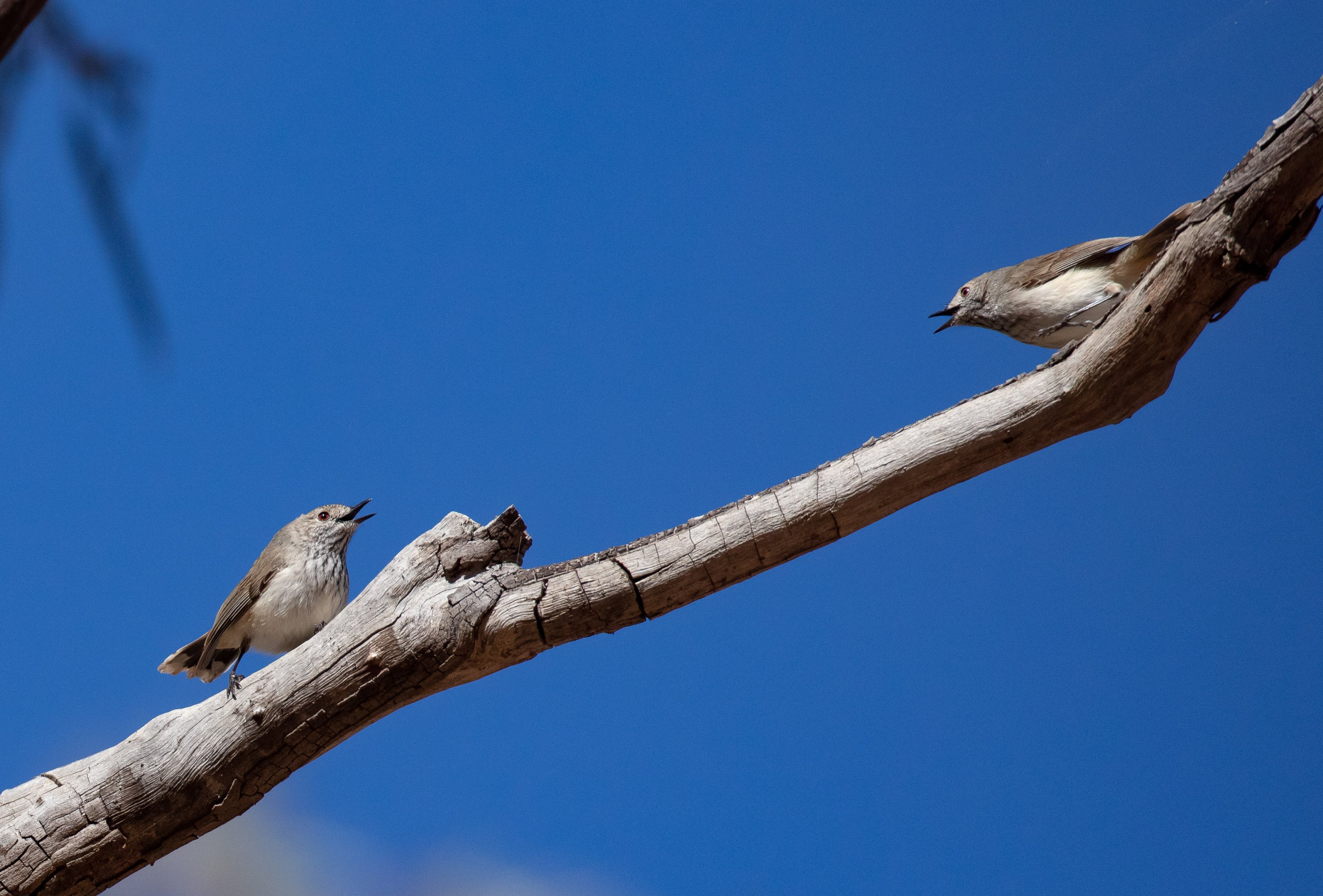 Inland Thornbills