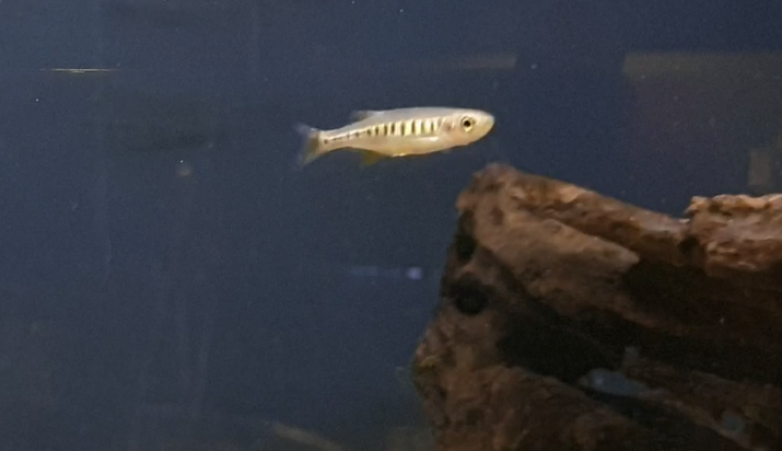 Inlecypris auropurpureus