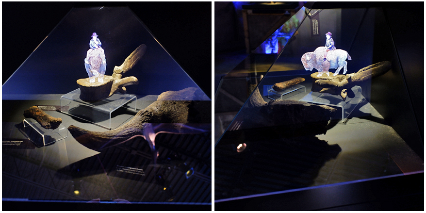 innovative fossil display