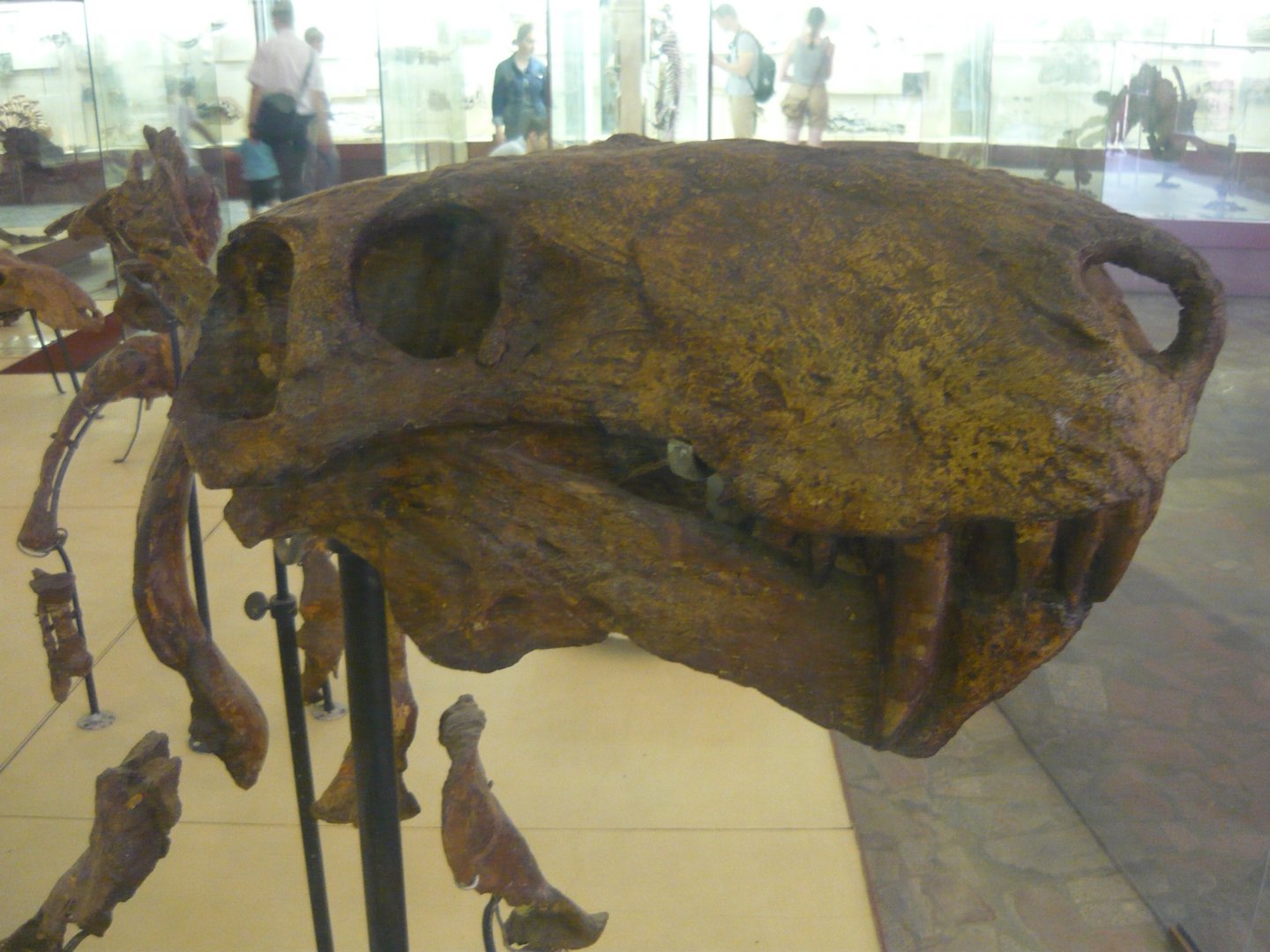 Inostrancevia alexandri skeleton