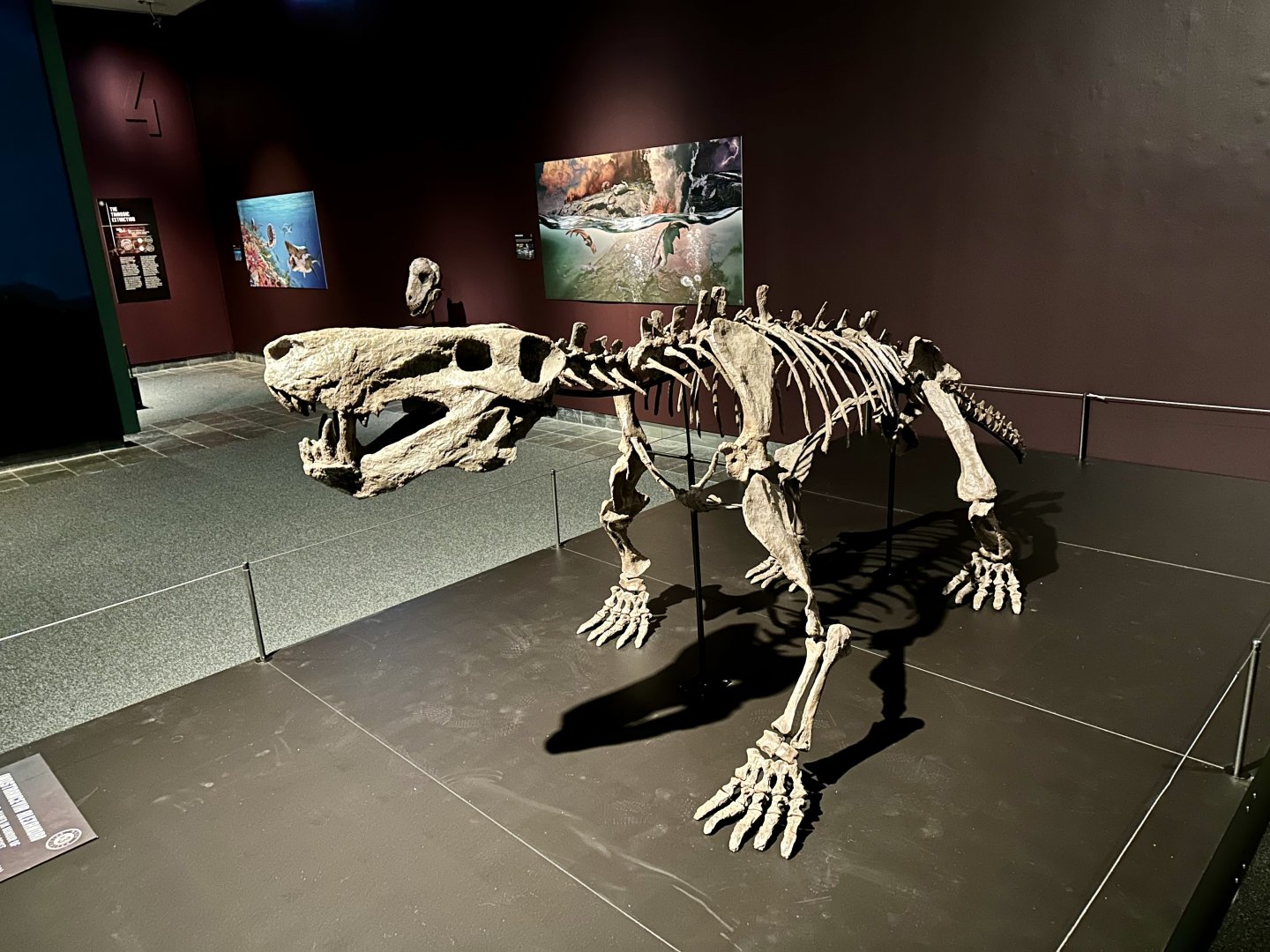 Inostrancevia alexandri (skeleton)