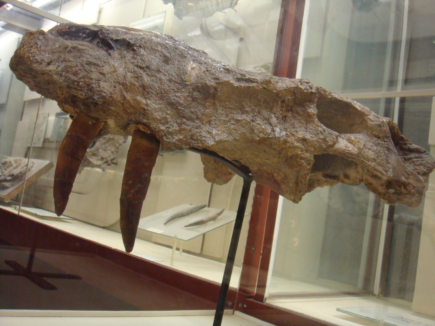 Inostrancevia alexandri skull