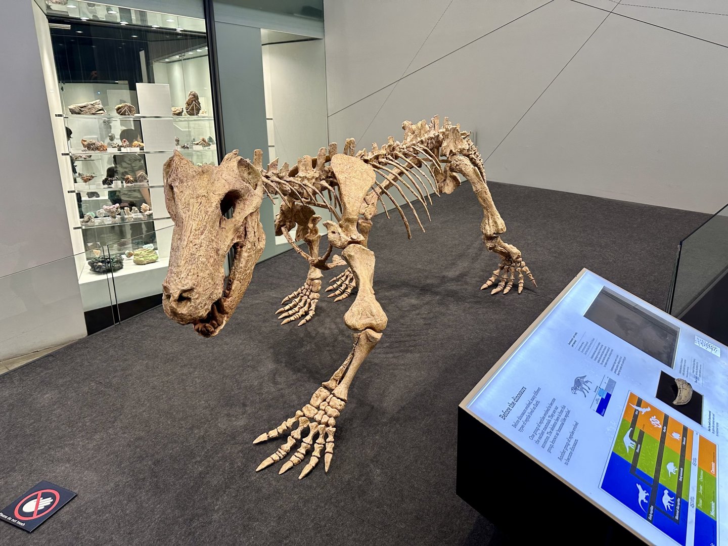 Inostrancevia alexandri