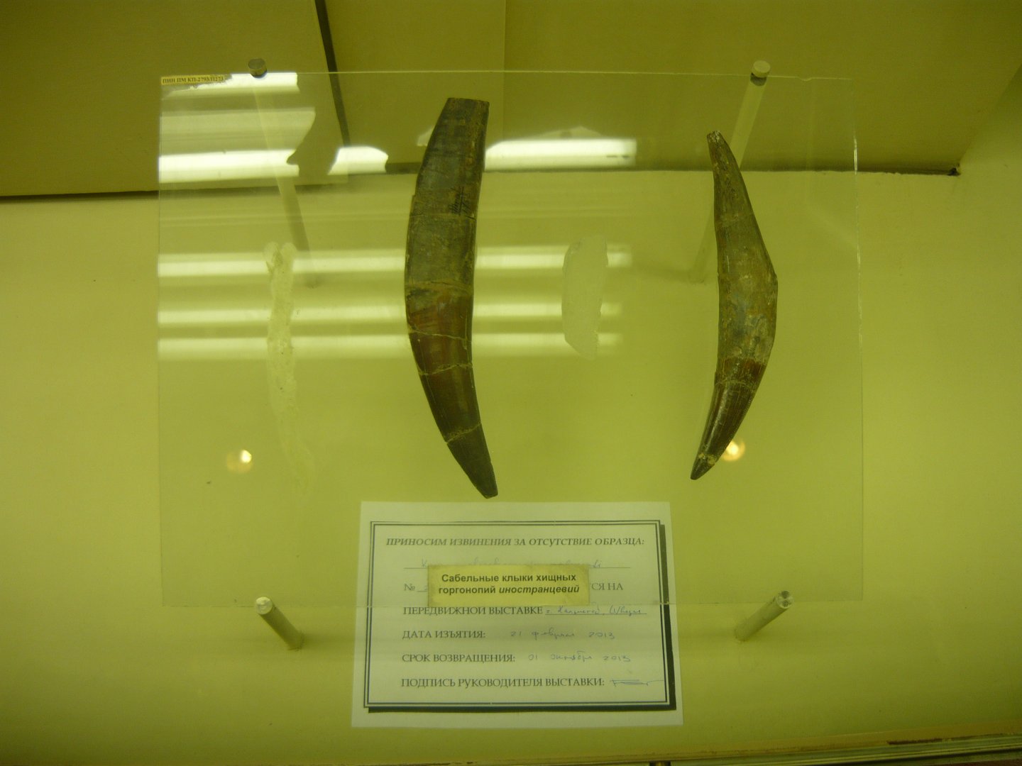 Inostrancevia canines