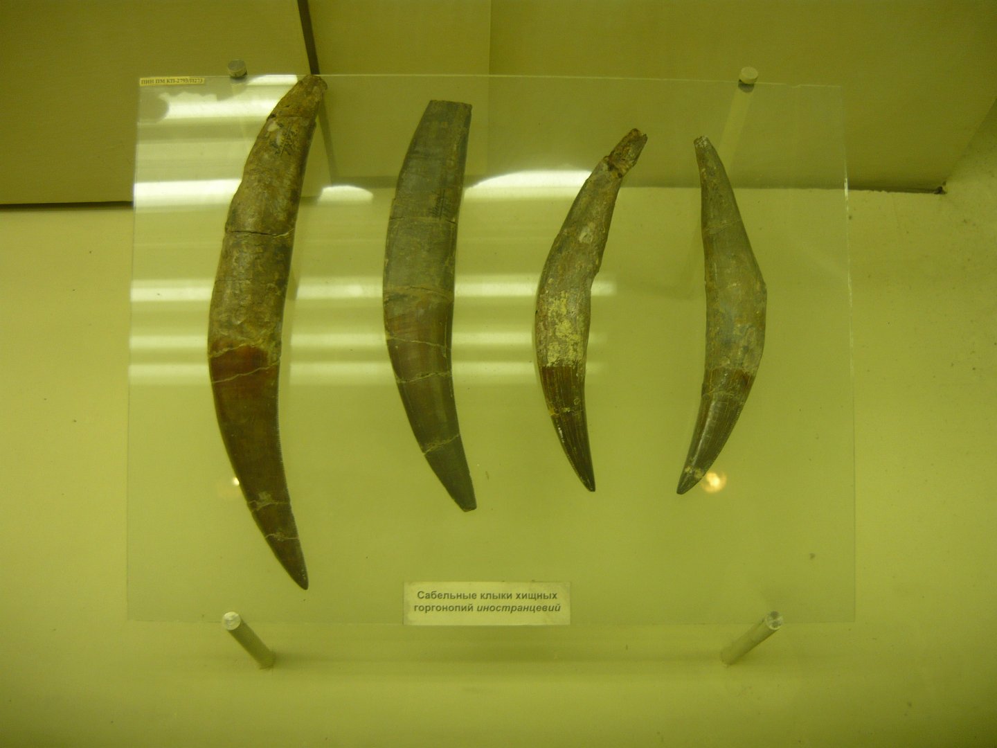 Inostrancevia canines