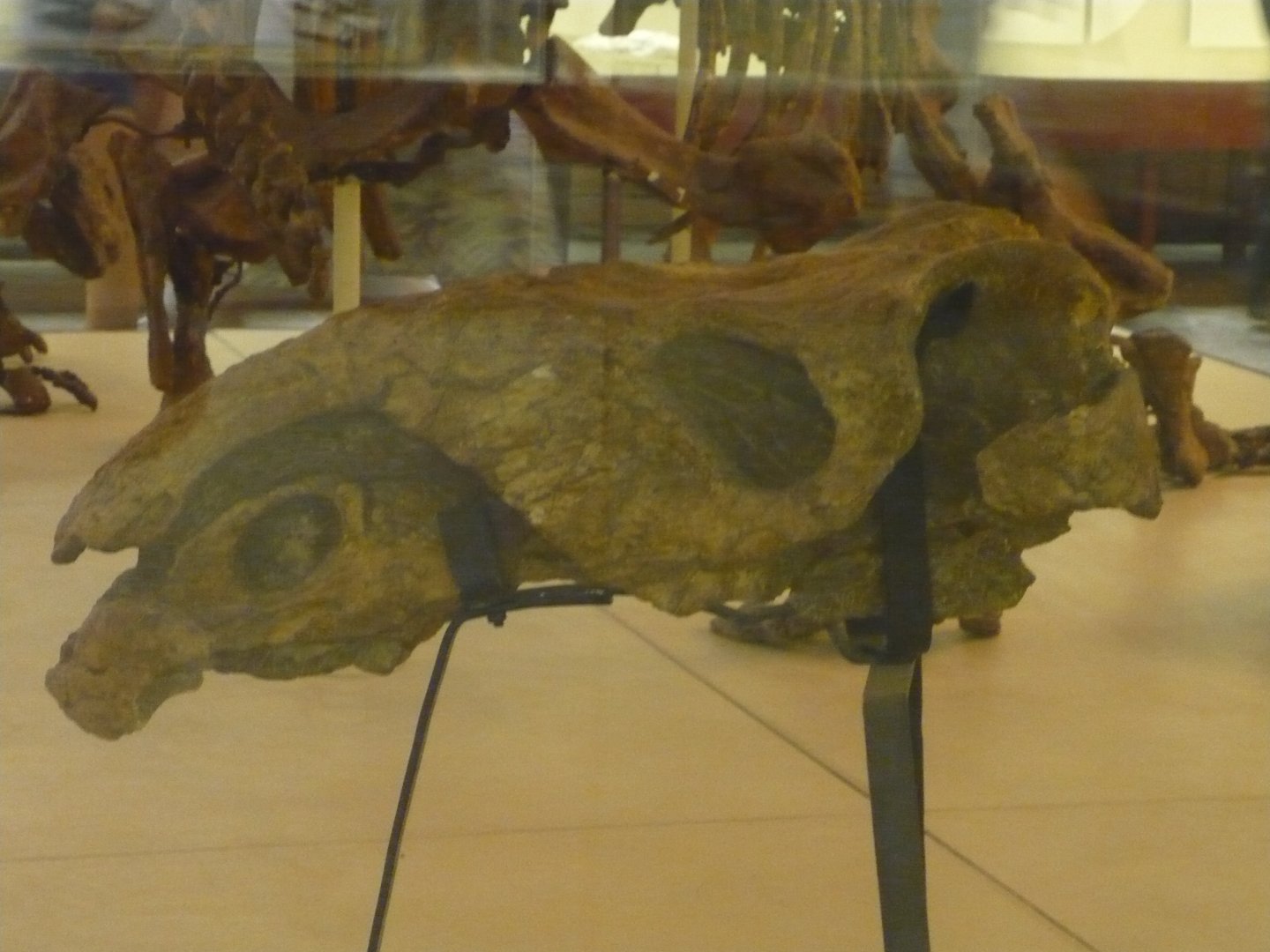 Inostrancevia deformed skull