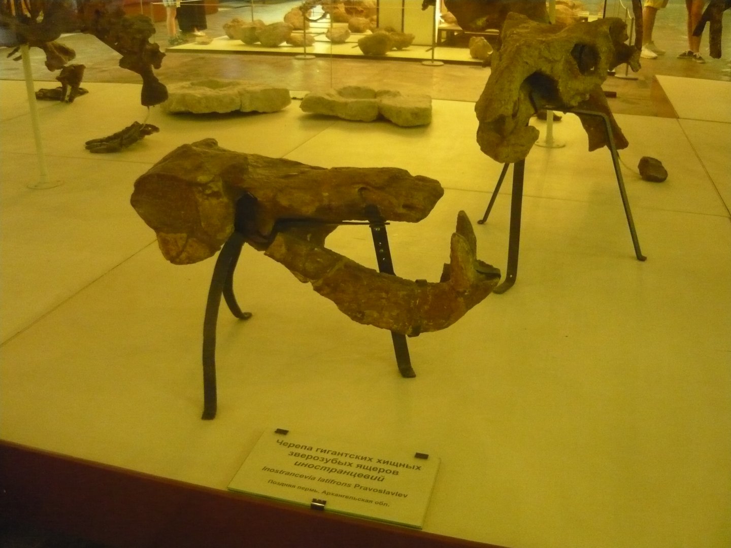 Inostrancevia deformed skulls