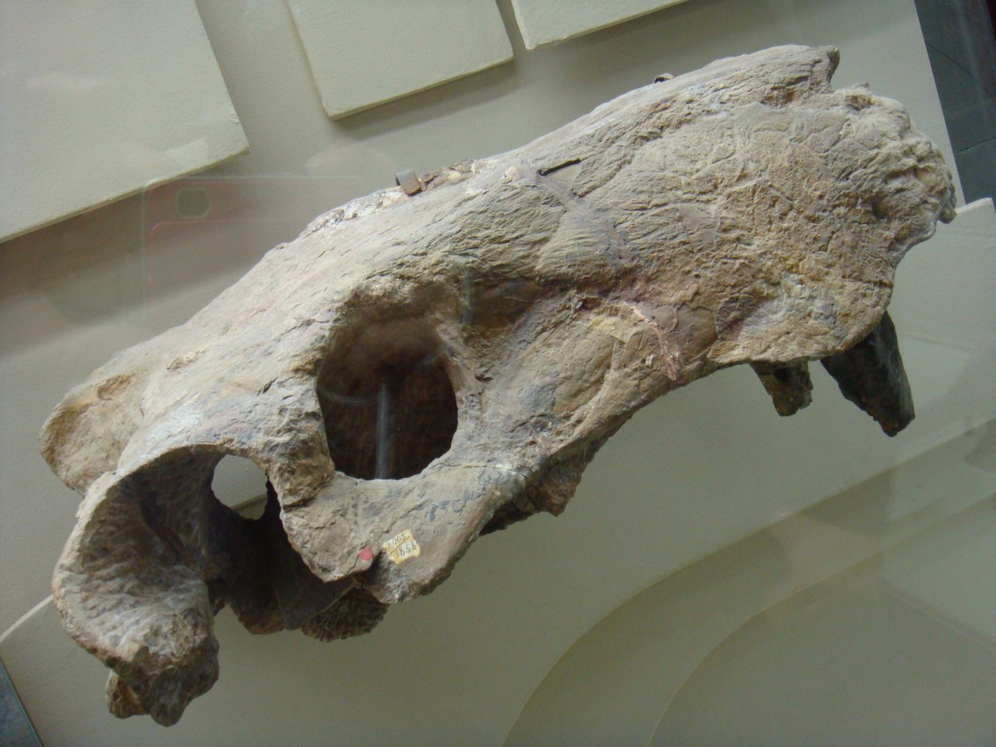 Inostrancevia latifrons skull