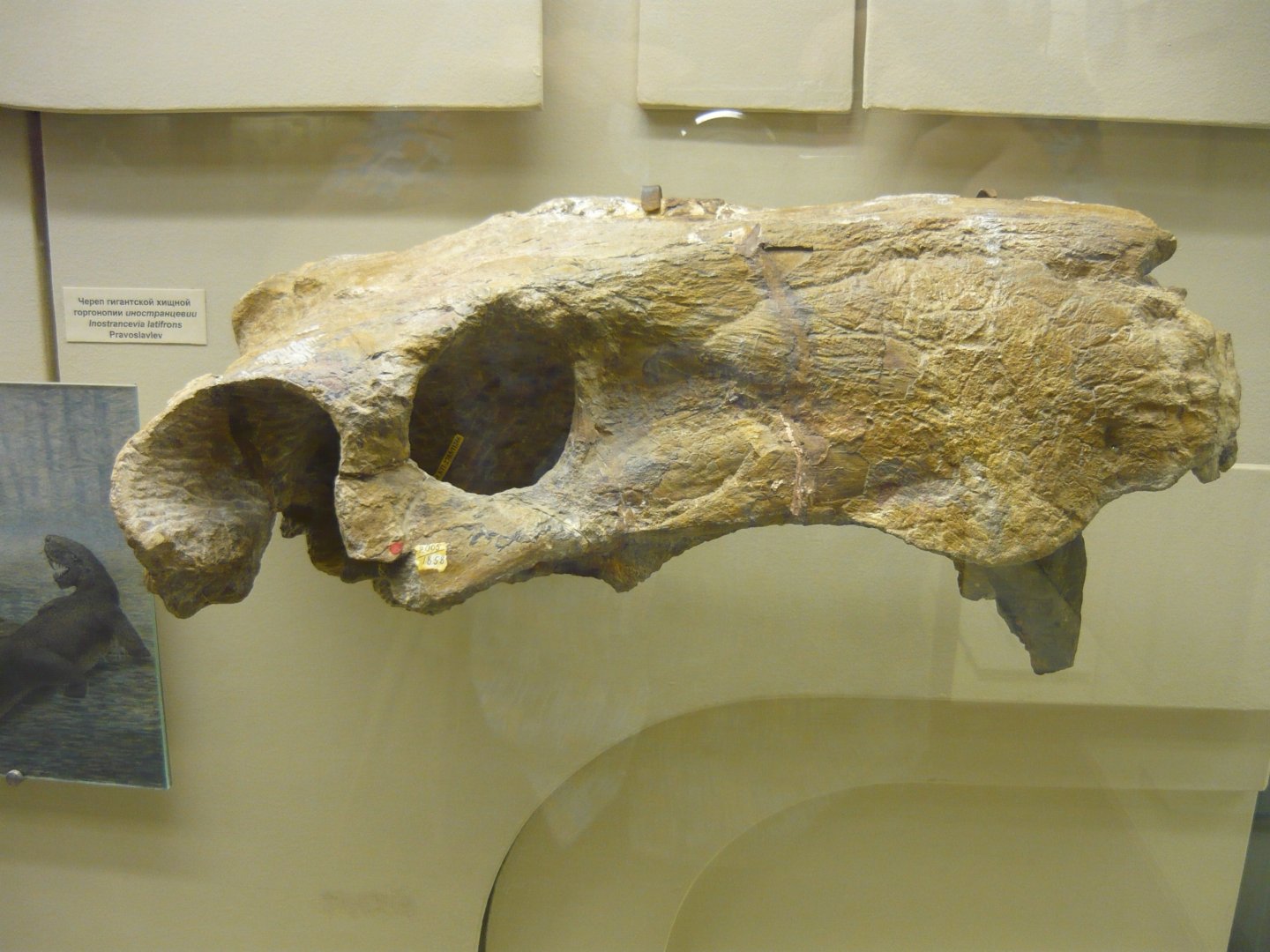 Inostrancevia latifrons skull