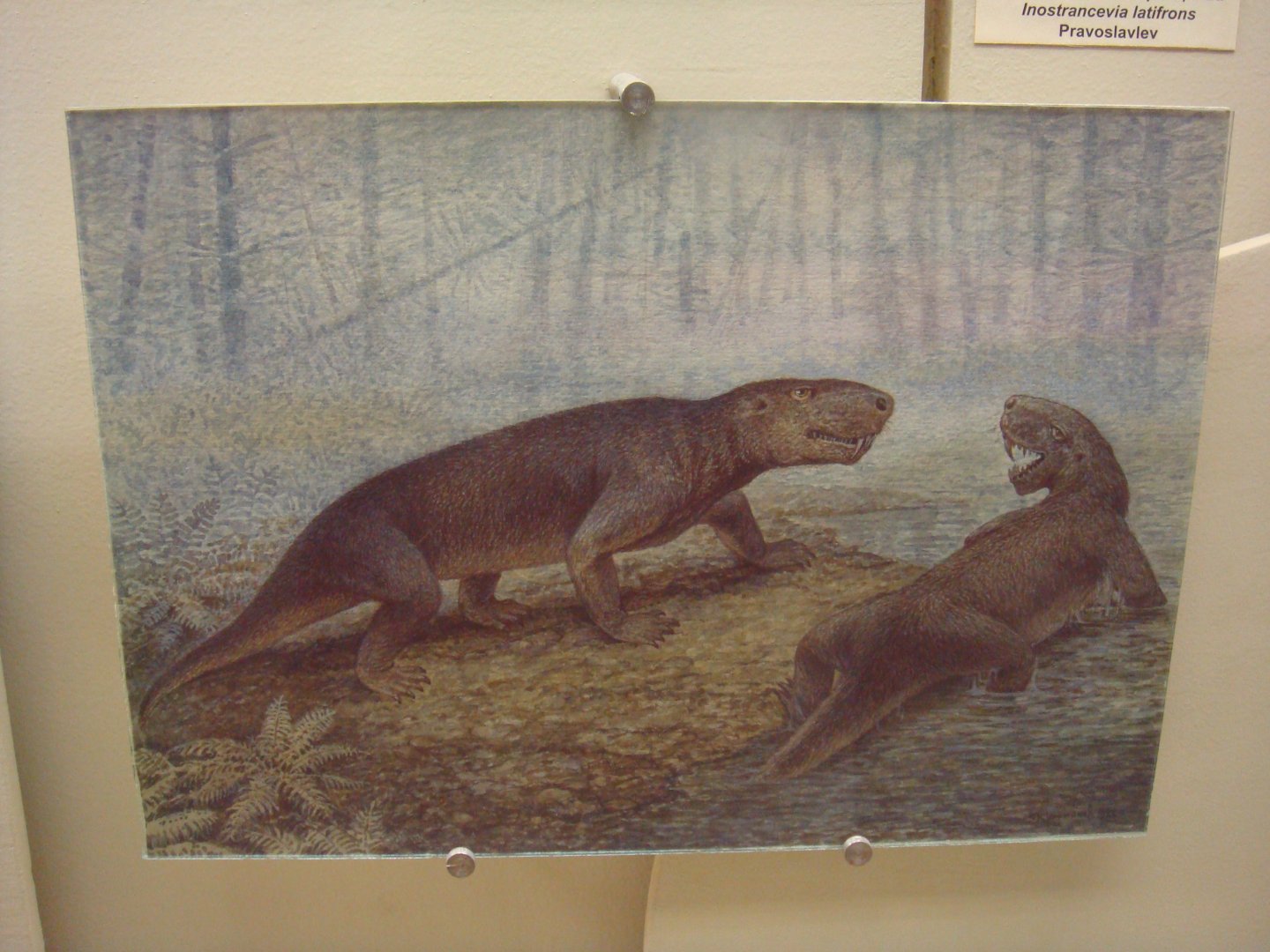 Inostrancevia reconstruction