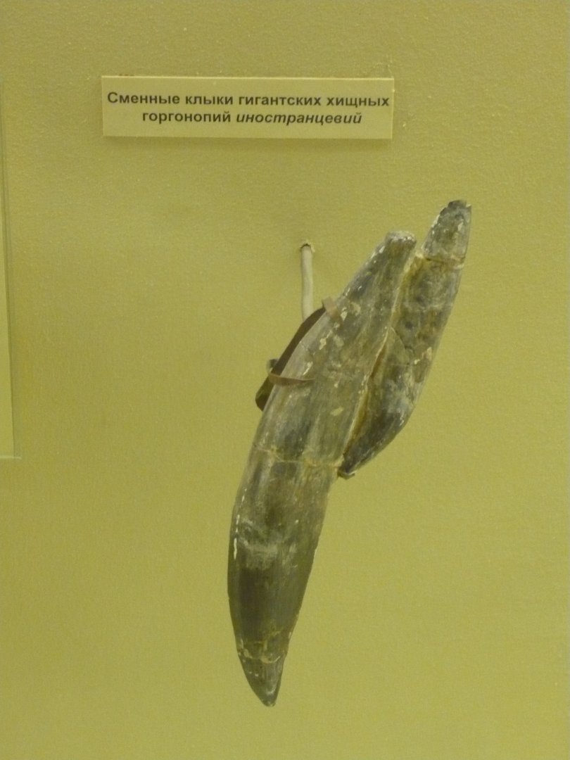 Inostrancevia replacement canines