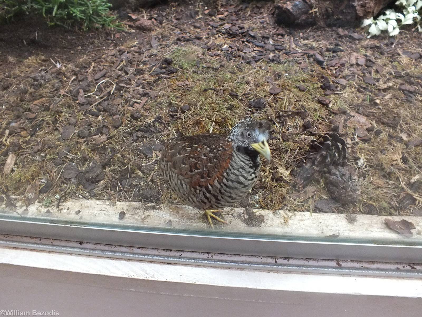 Inquisitive Barred Buttonquail