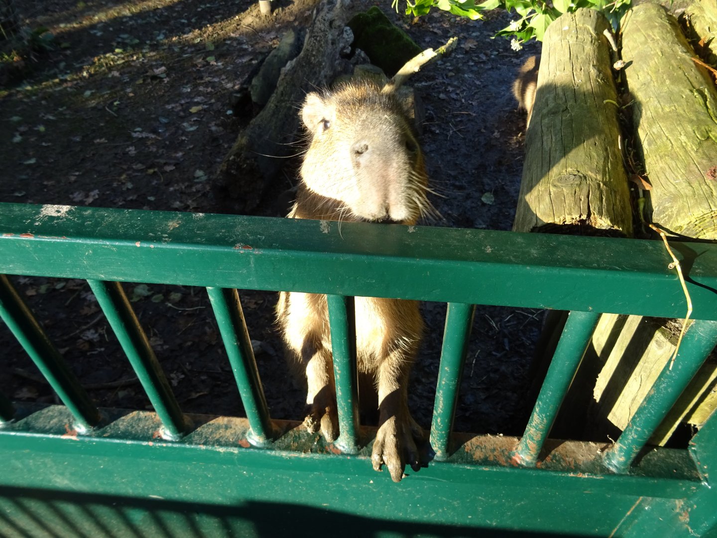 Inquisitive capybara