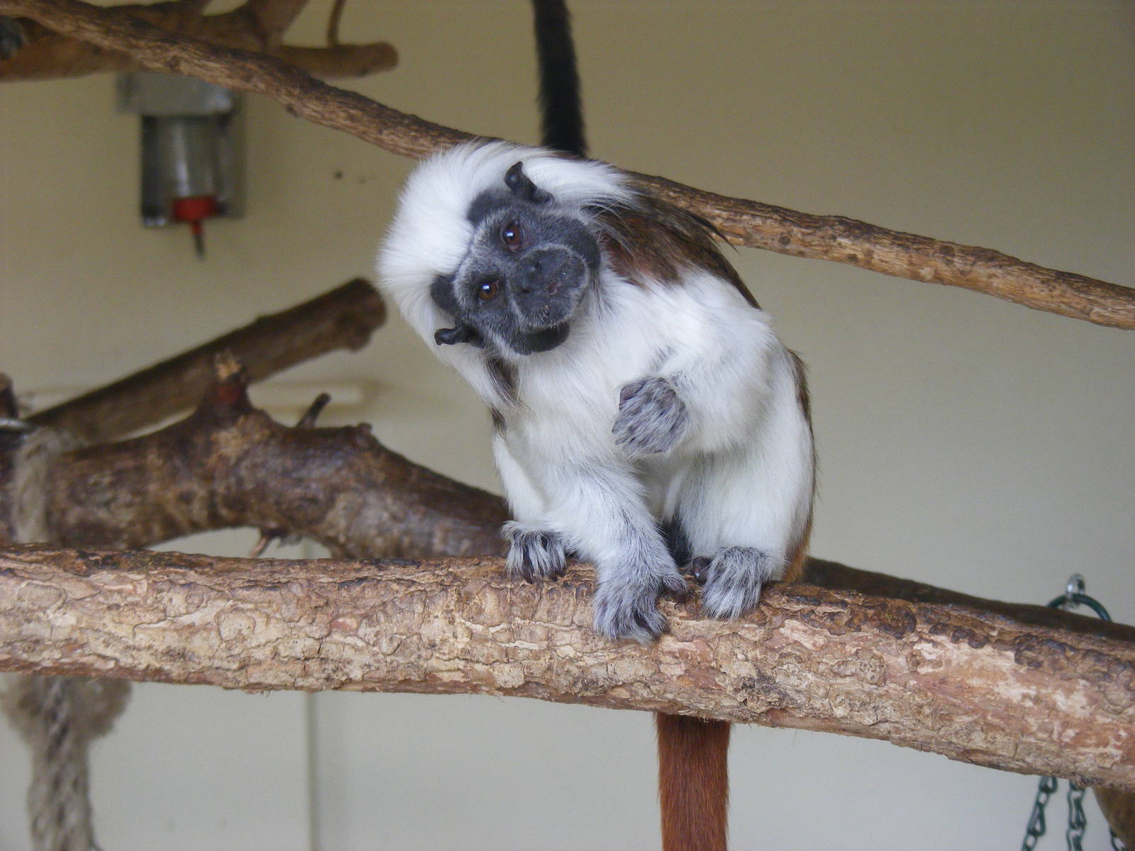 Inquisitive cotton-top tamarin at Marwell Wildlife, 23 January 2011