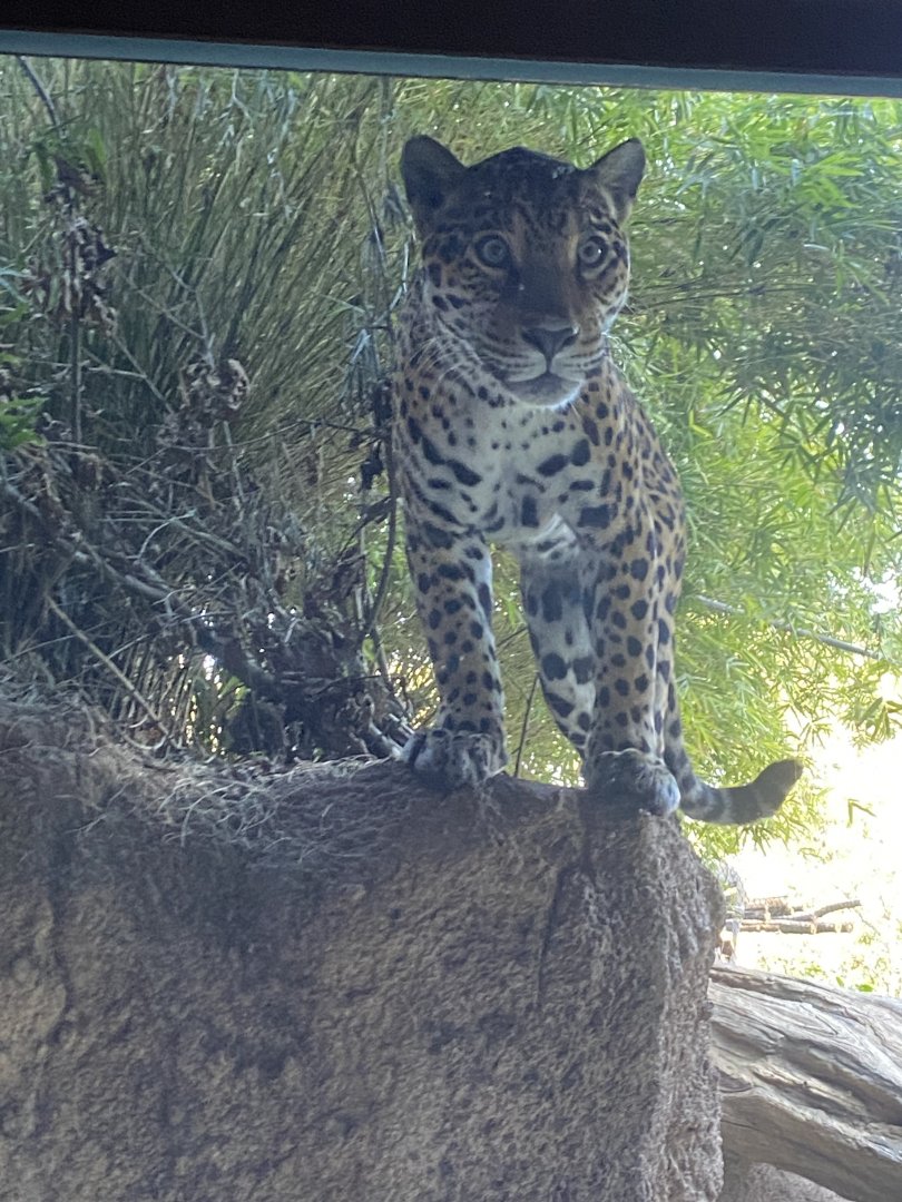 Inquisitive Jaguar