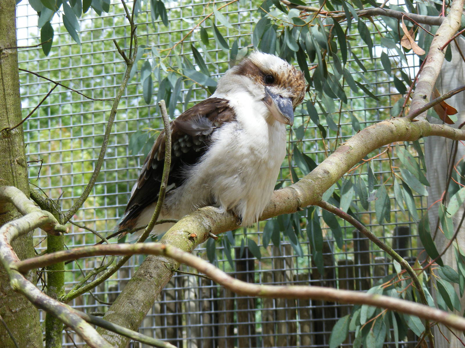 Inquisitive kookaburra at Marwell Wildlife, 18 July 2010