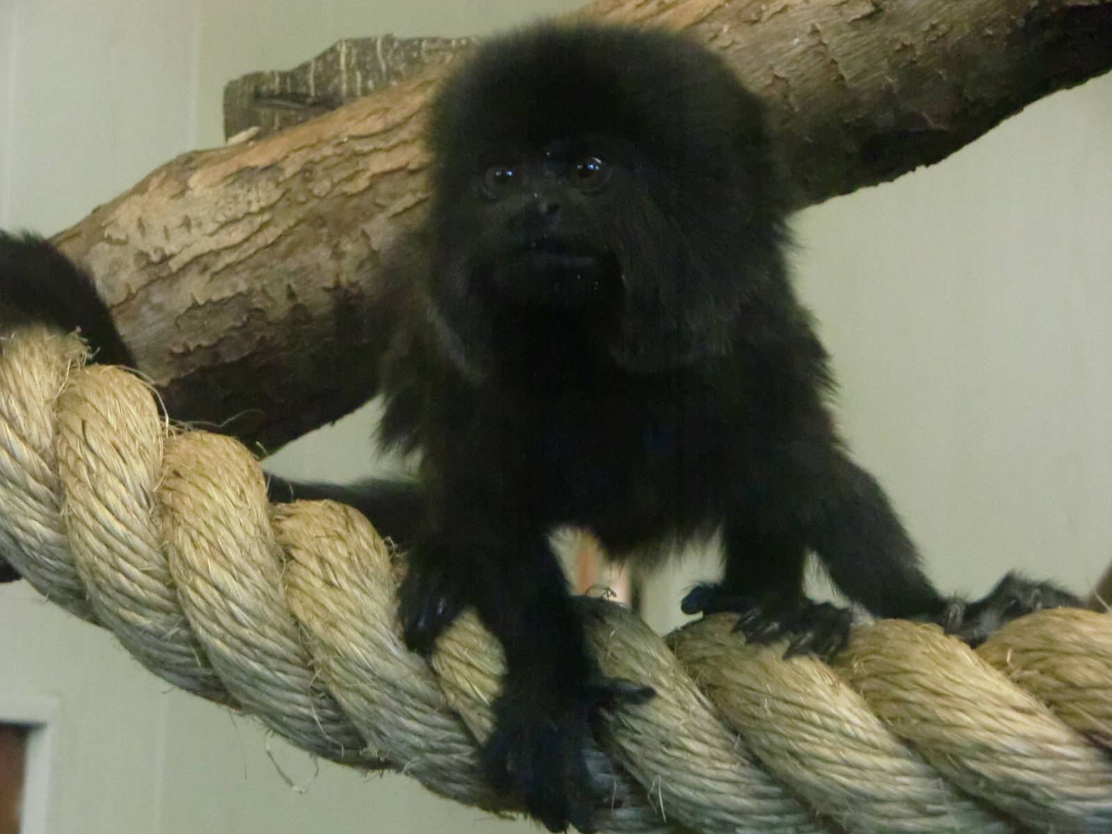 Inquisitive little monkey