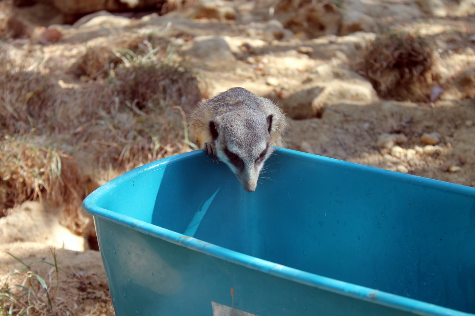 Inquisitive Meerkat