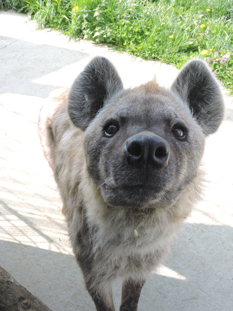 inquisitive spotted hyena