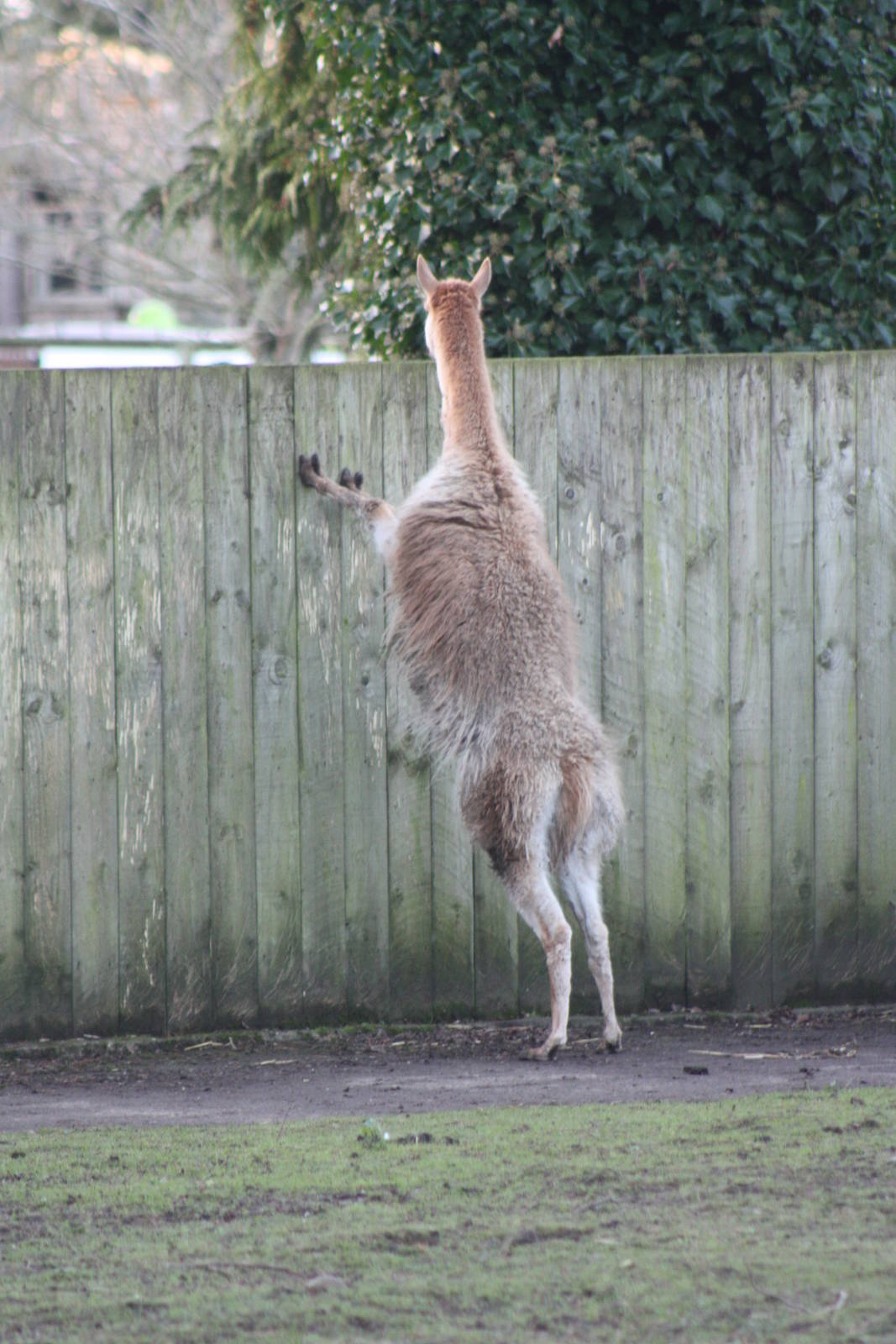 Inquisitive Vicuna, 2nd January 2015
