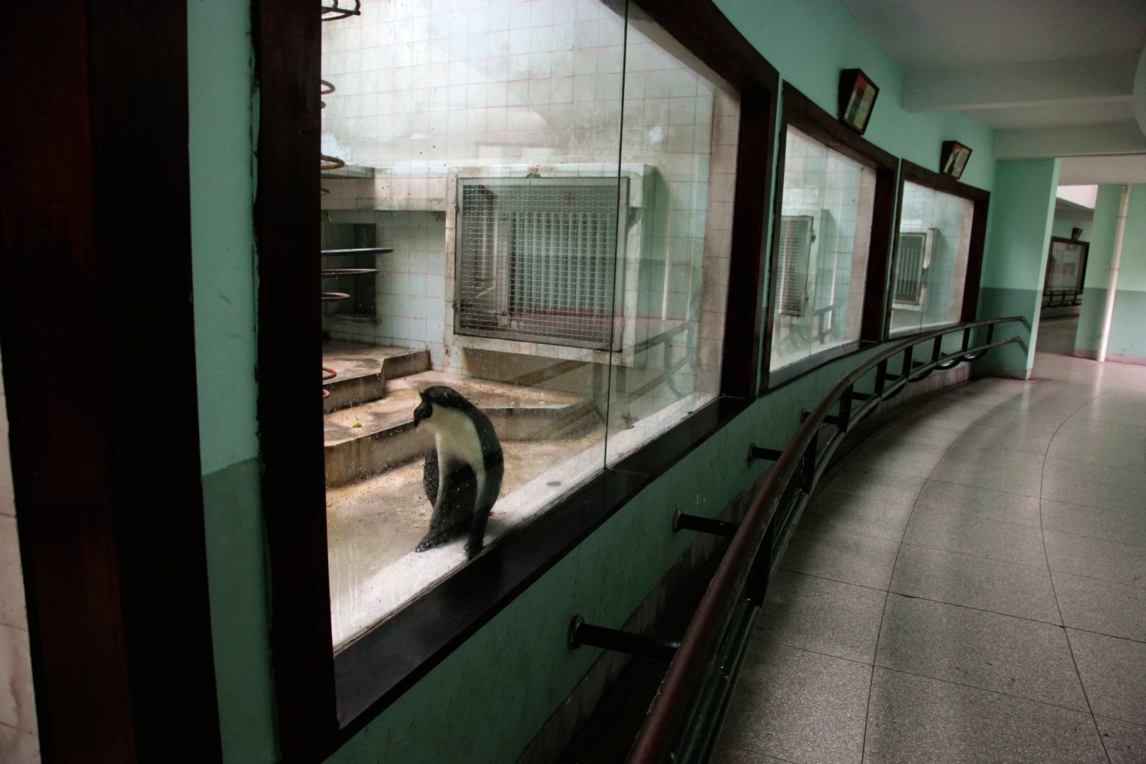 Inrerior of one of the Monkey Houses