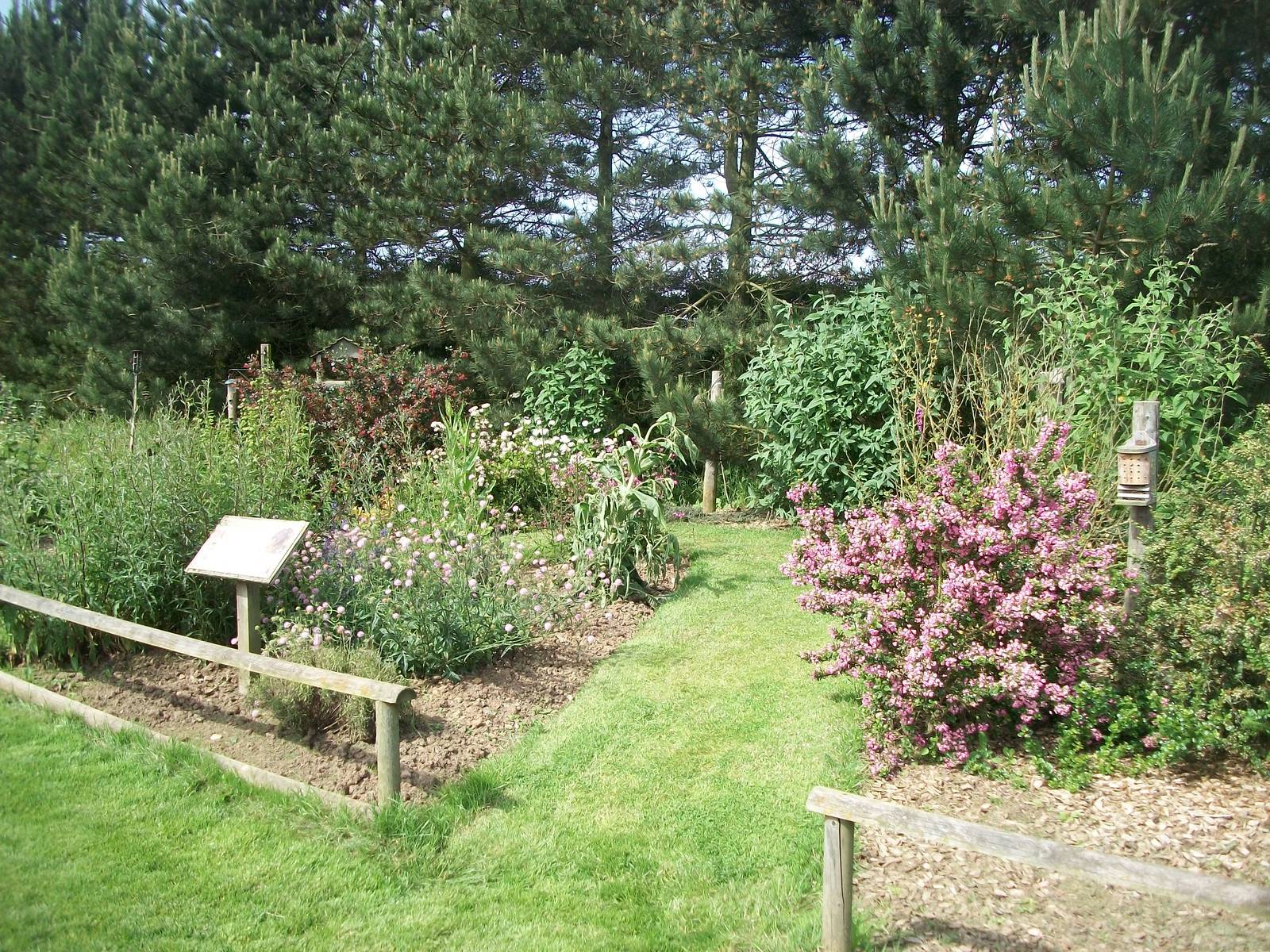 Insect and bird feeding station area, 19th June 2014