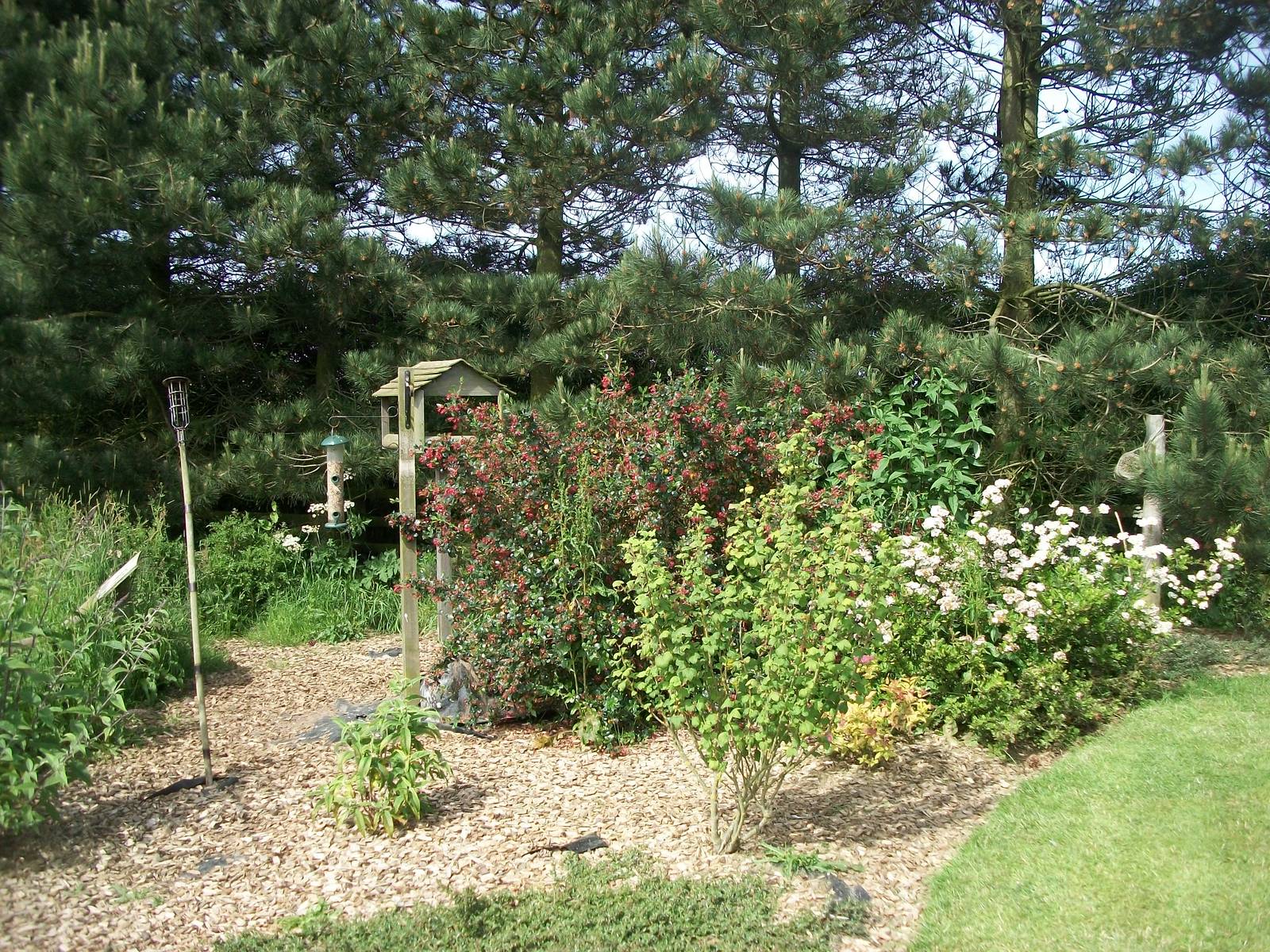 Insect and bird feeding station area, 19th June 2014
