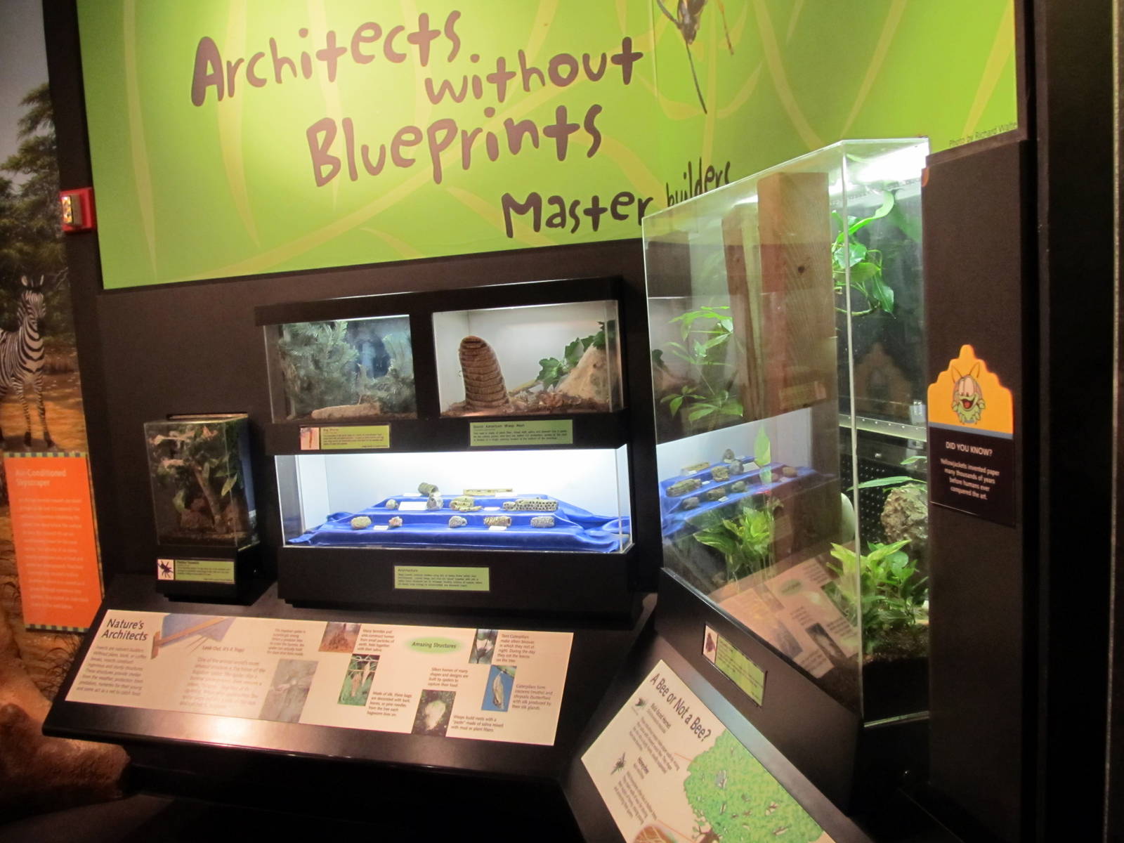 Insect Architecture Display