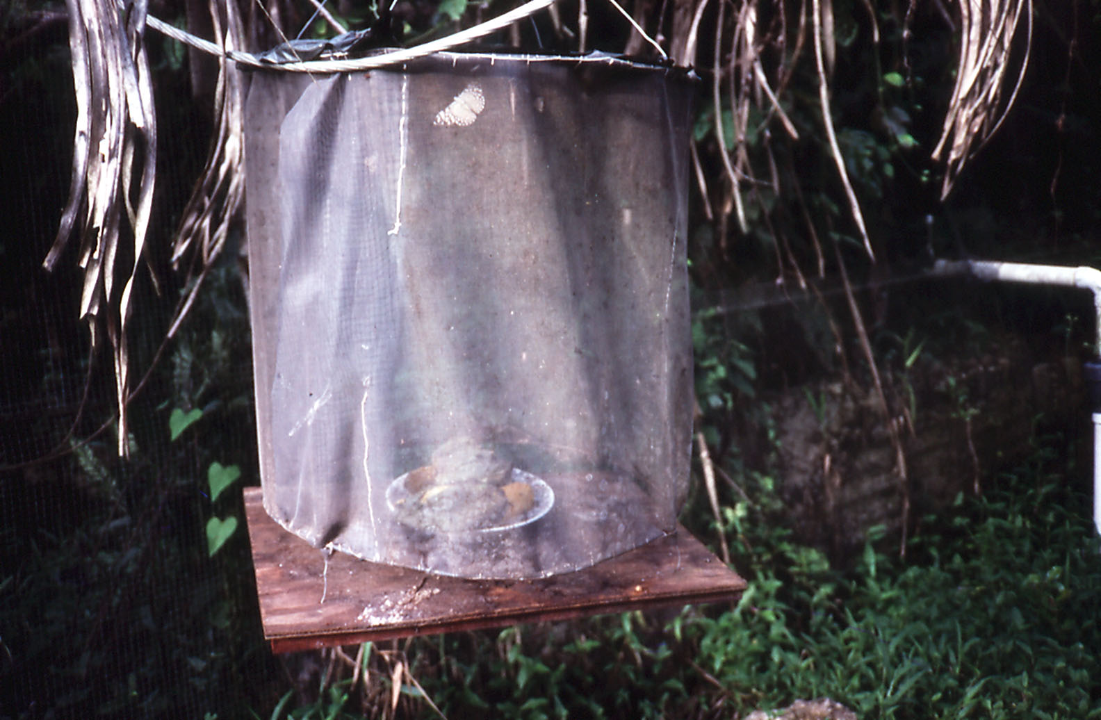 Insect Catcher - 1988